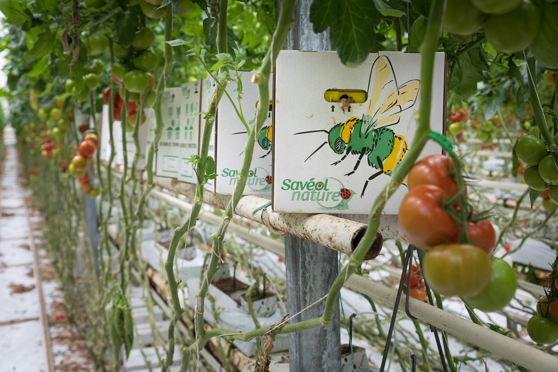 La polinisation des tomates se fait naturellement par l'intervention d'abeilles élevées par Savéol et implantées dans les serres.