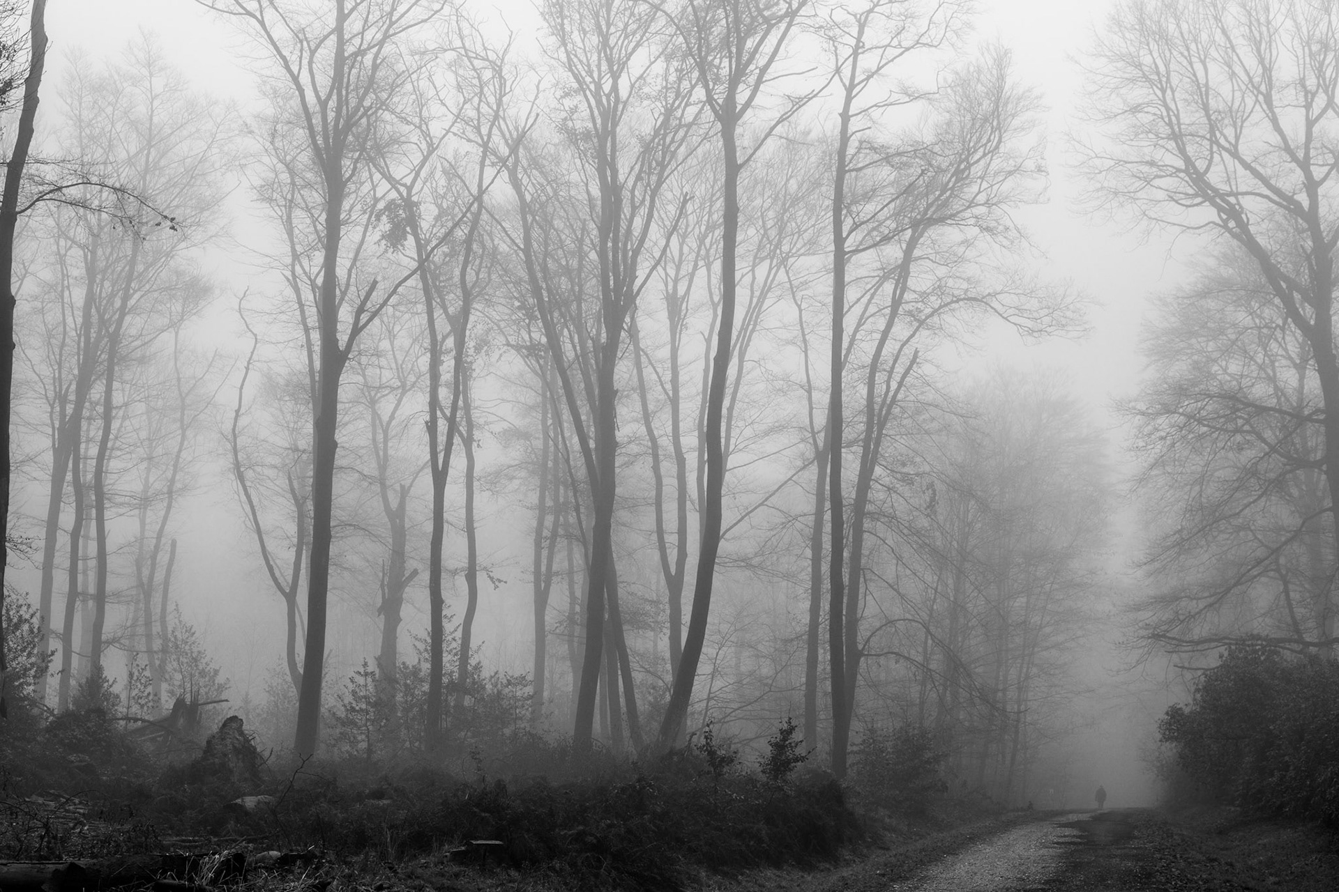 Nebelwald