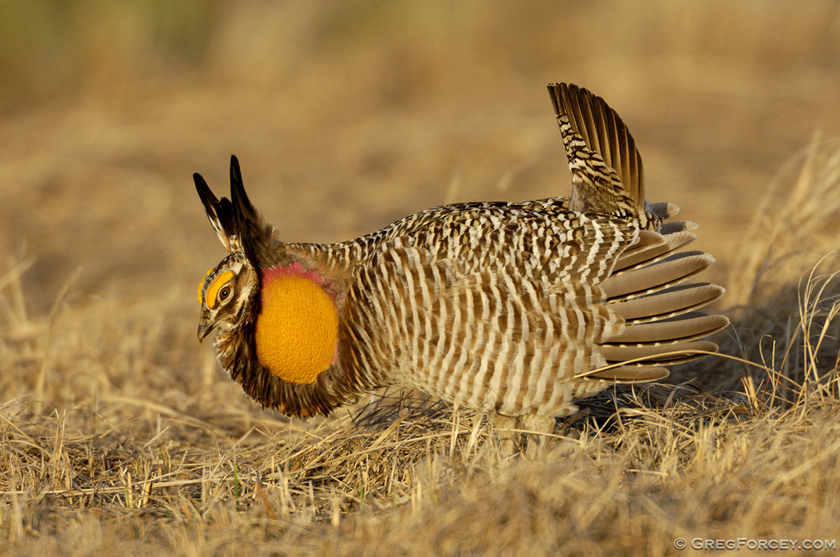 Greg Forcey - Prairie Grouse