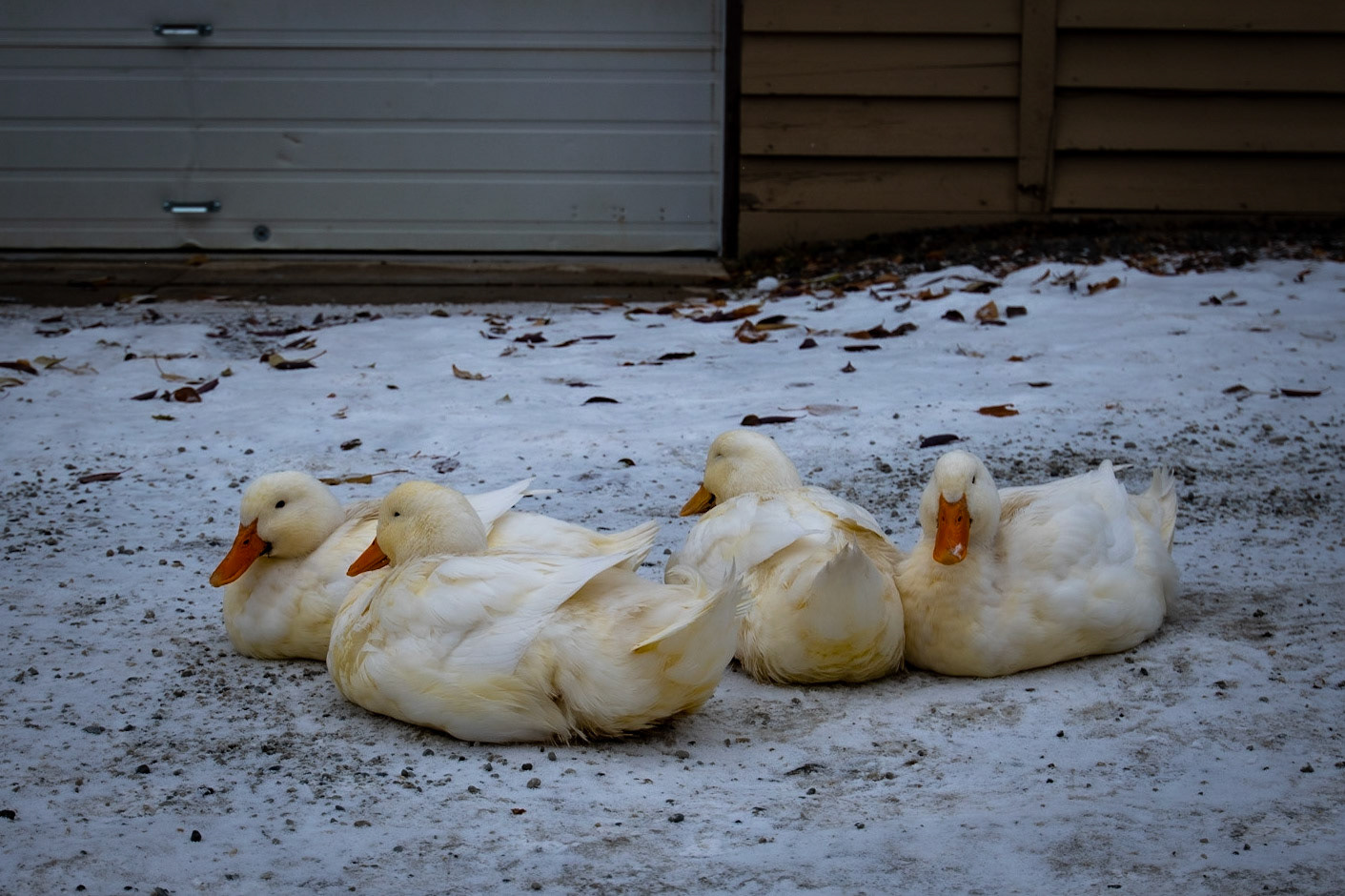 American Pekins at Chena Hot Springs