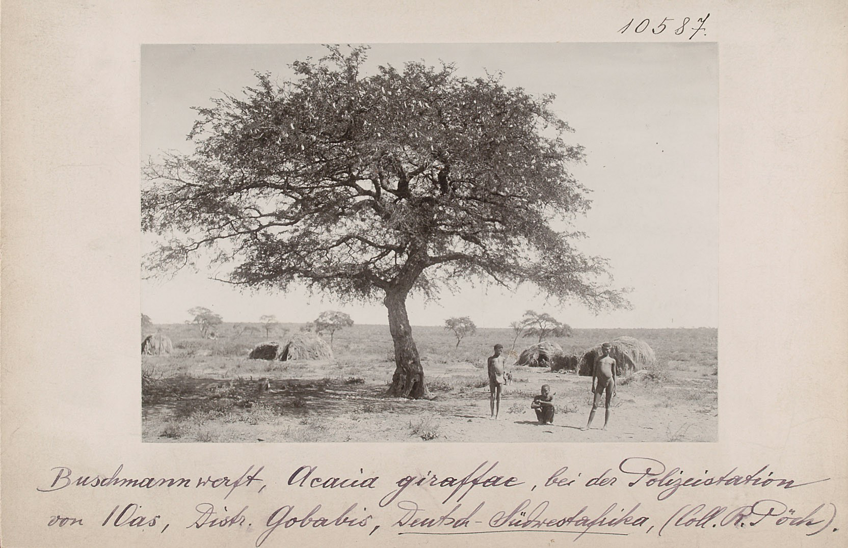 Sanyard, Aeacia giraffae, at the police station of I Oas, Distr. Gobabis, German South-West Africa. (Collection Rudolf Pöch) Vienna World Museum, photo 10.587