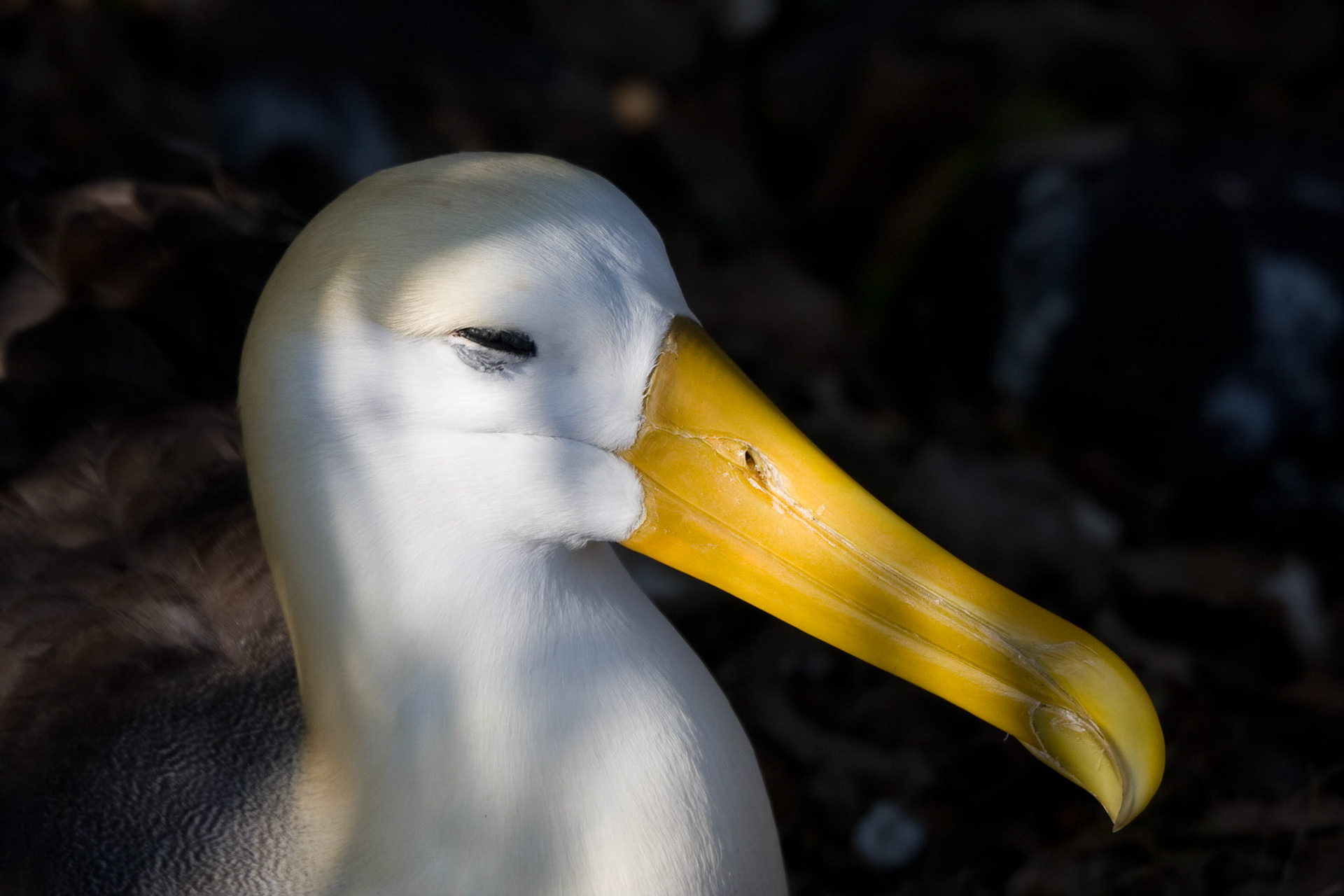 Waved albatross