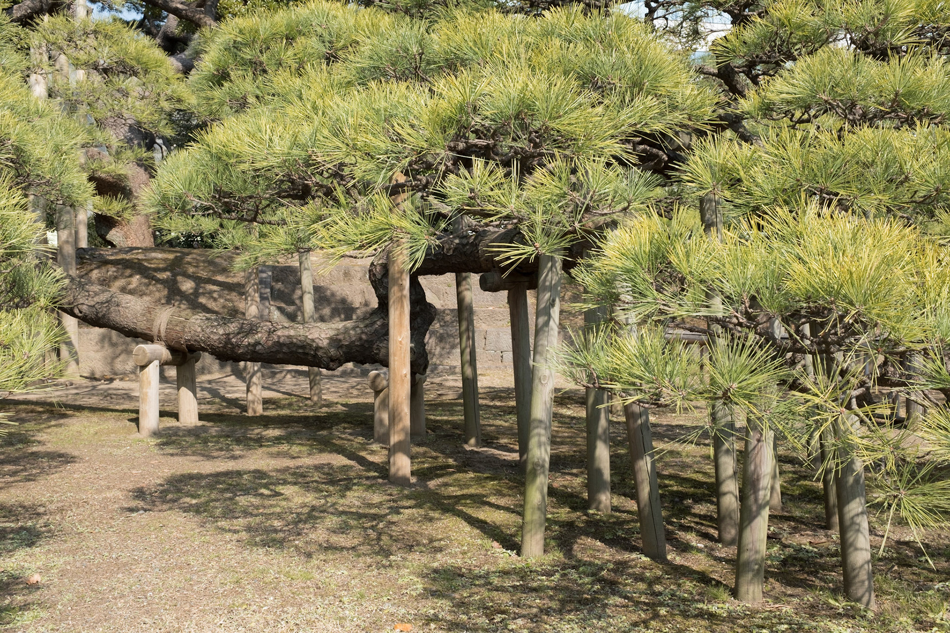 300 year old black pine, Hamarikyu gardens