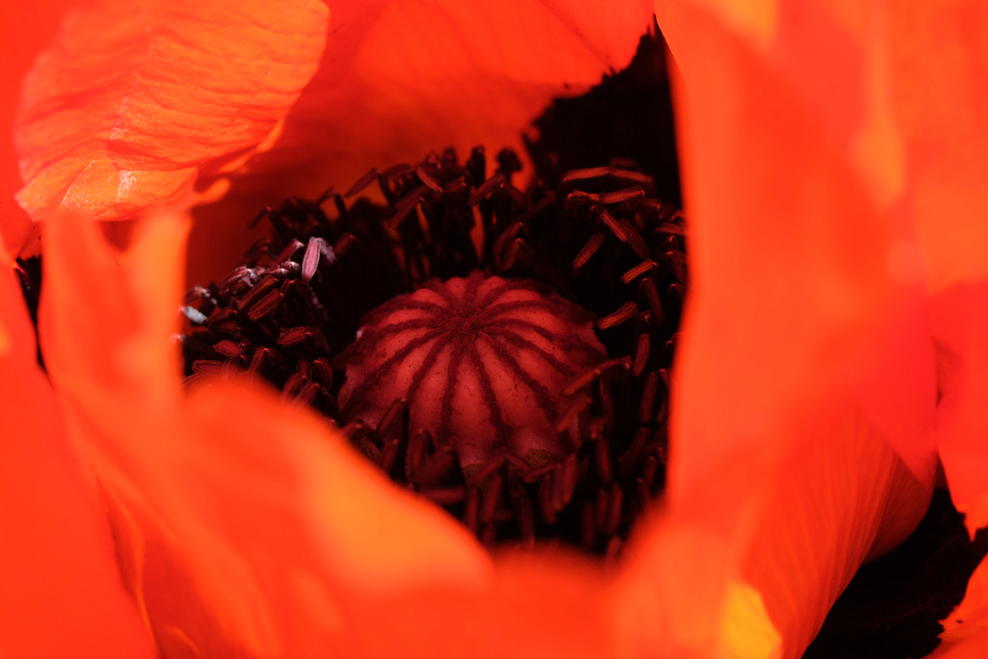 Poppy