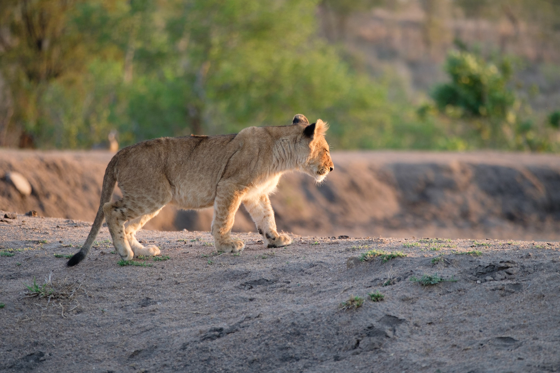 Lion cub (8 months old)