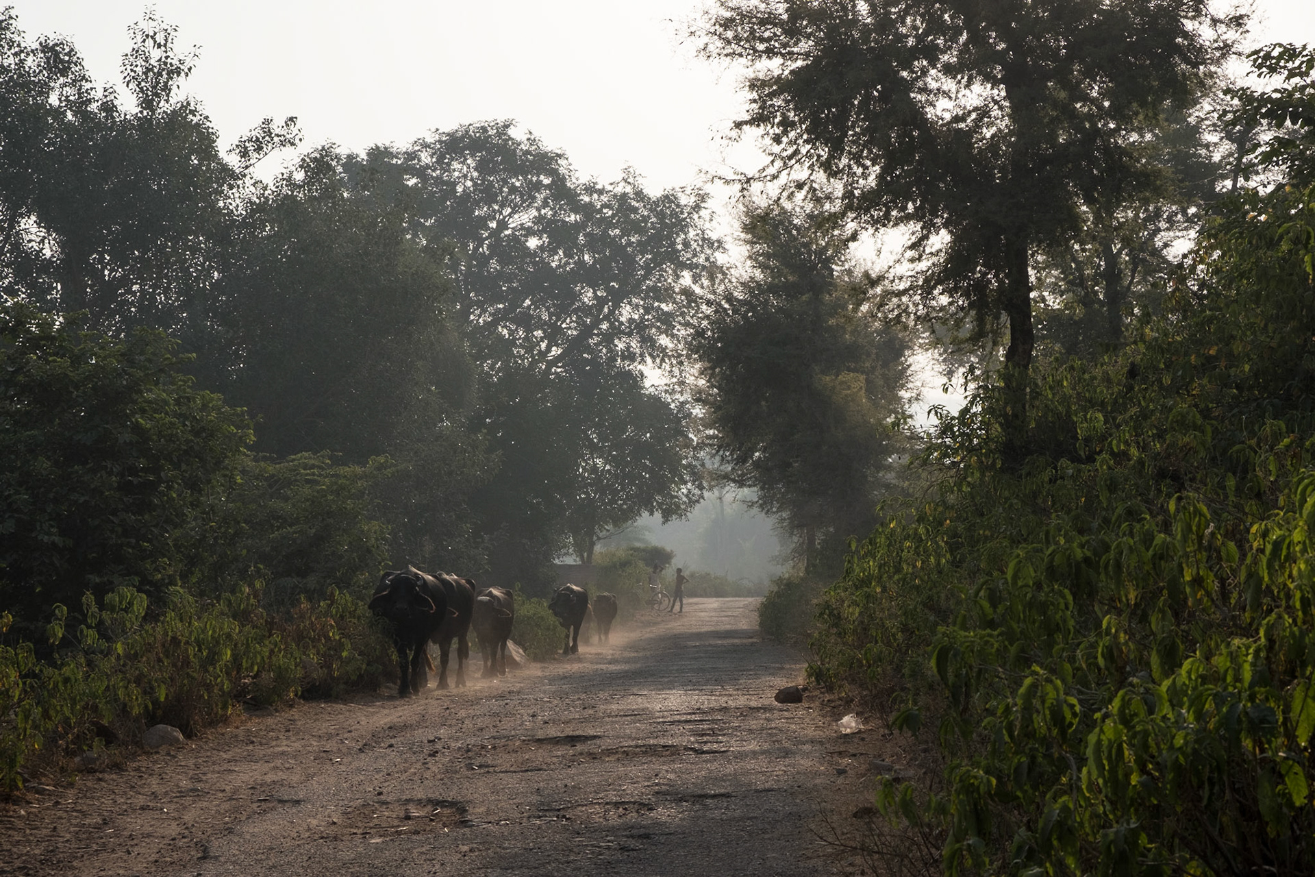 Birkadi early morning village walk