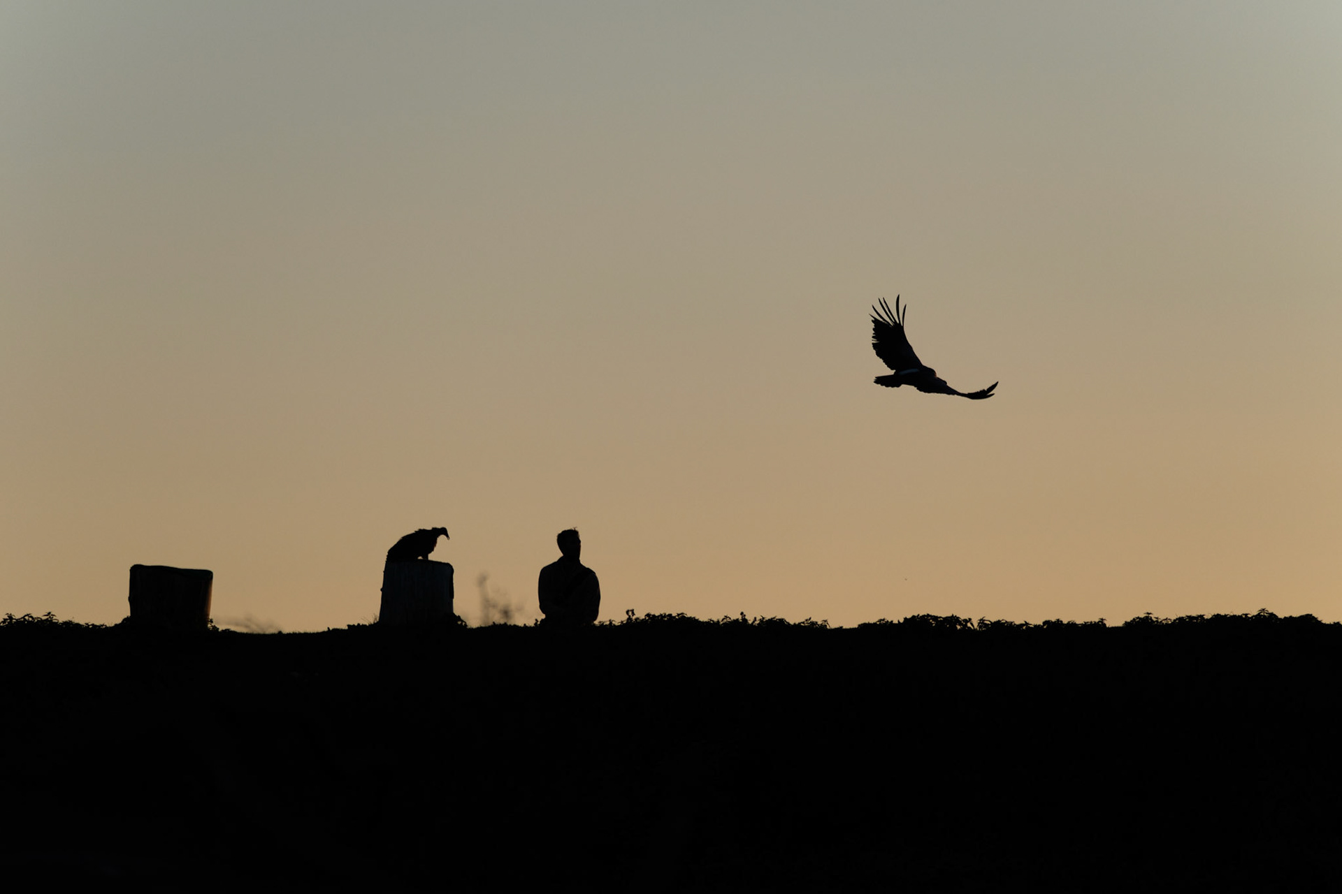 Vultures at sunset