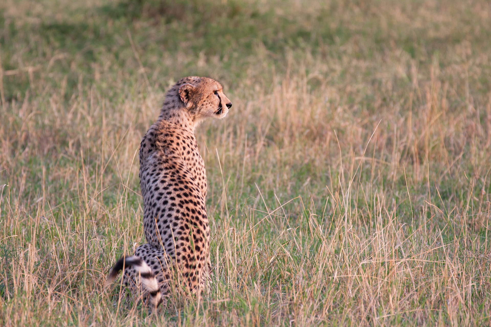 Female cheetah
