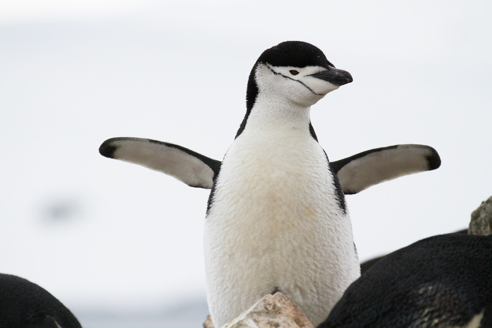 Chinstrap penguin