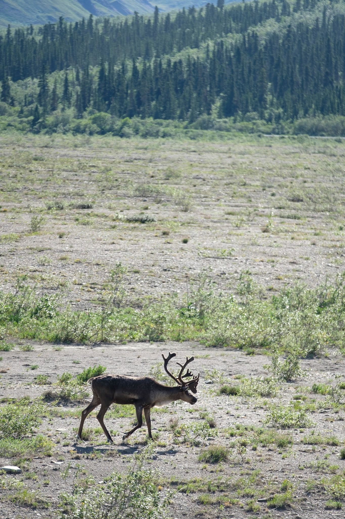 Caribou