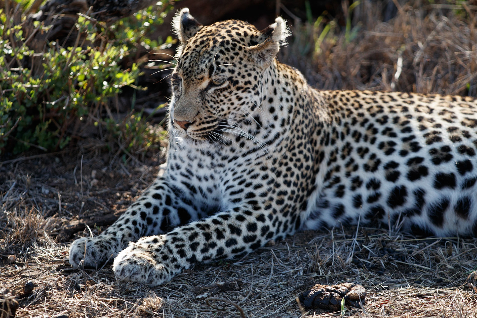 Female leopard