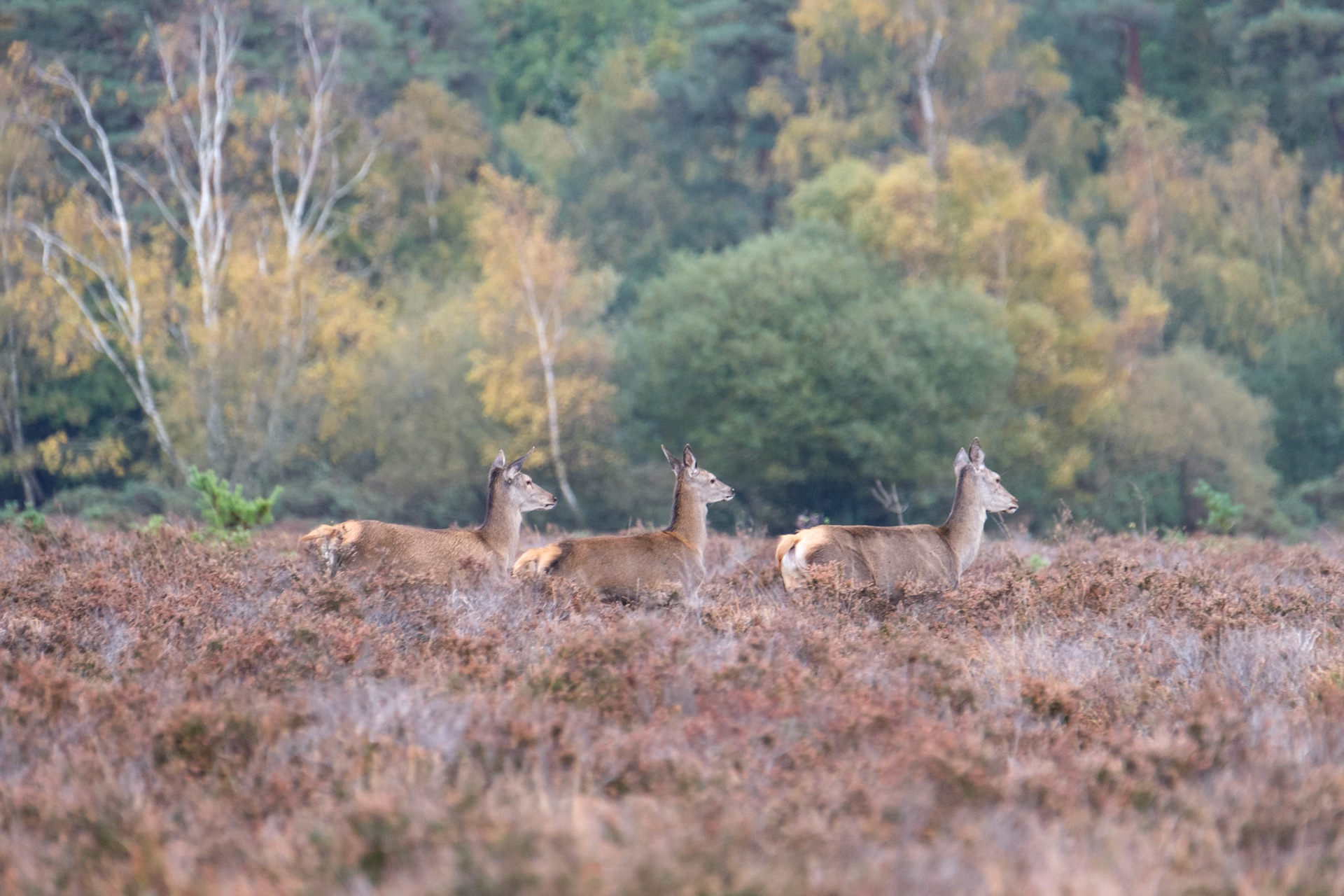 Red deer