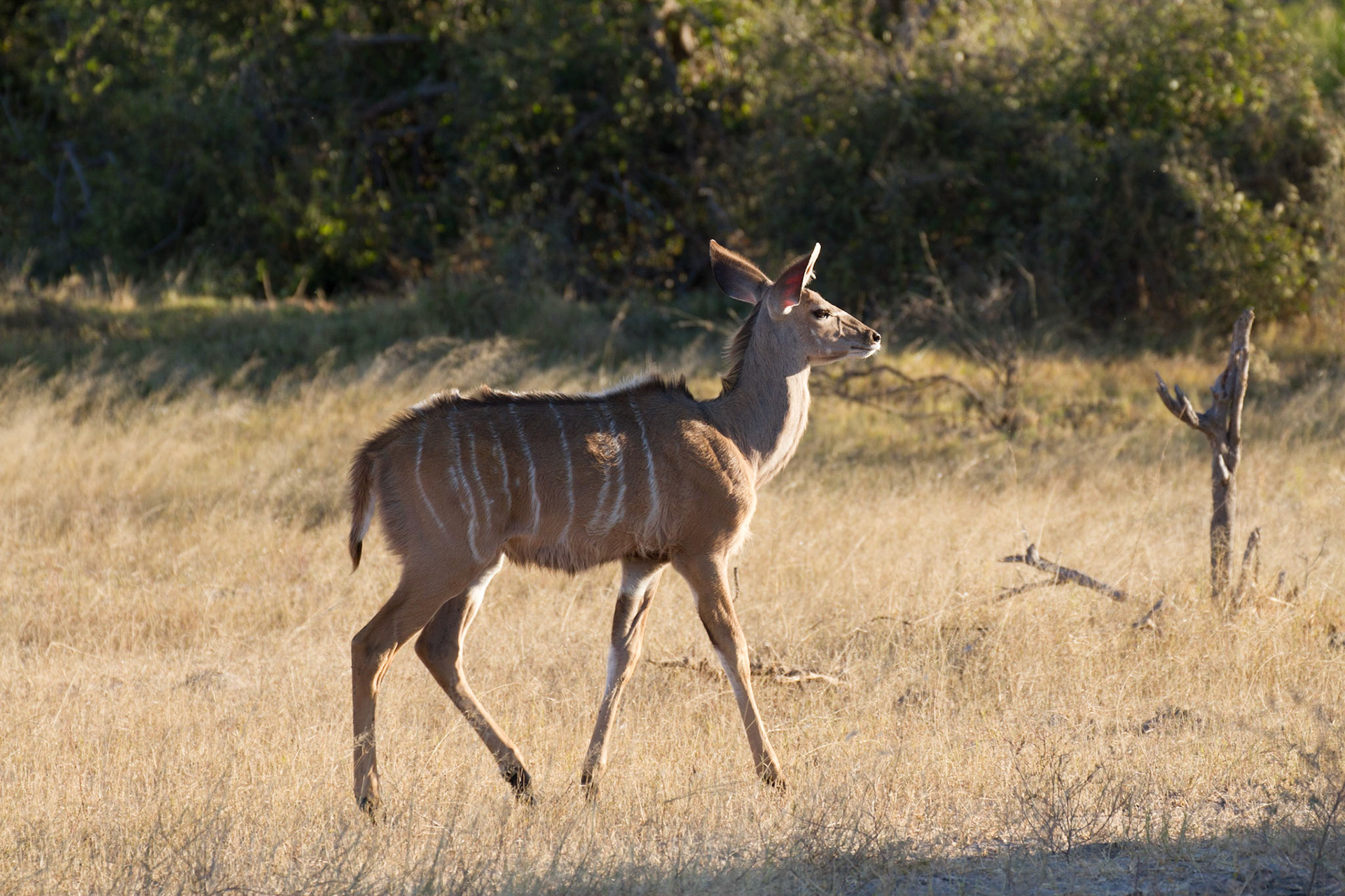 Kudu