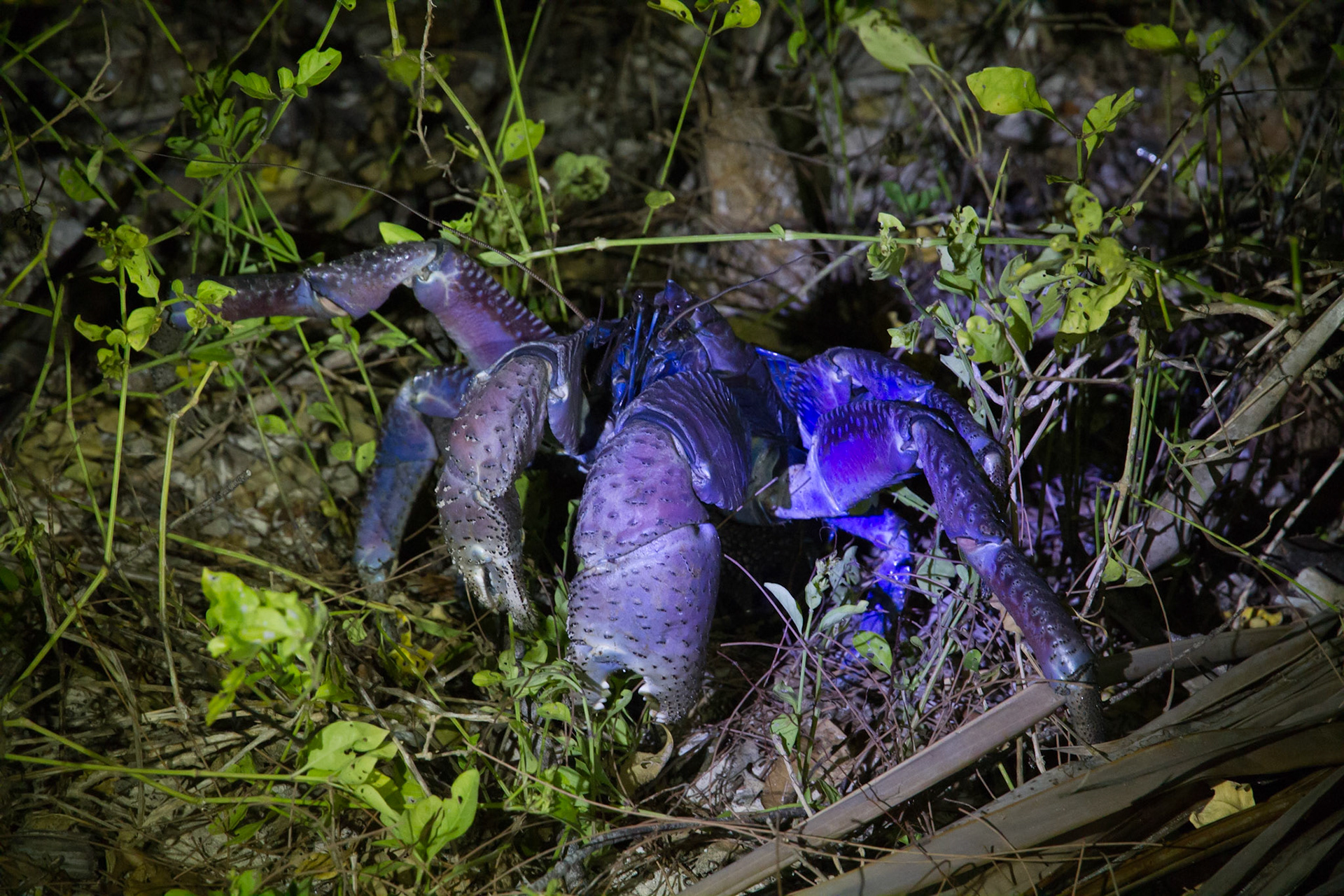 Coconut crab