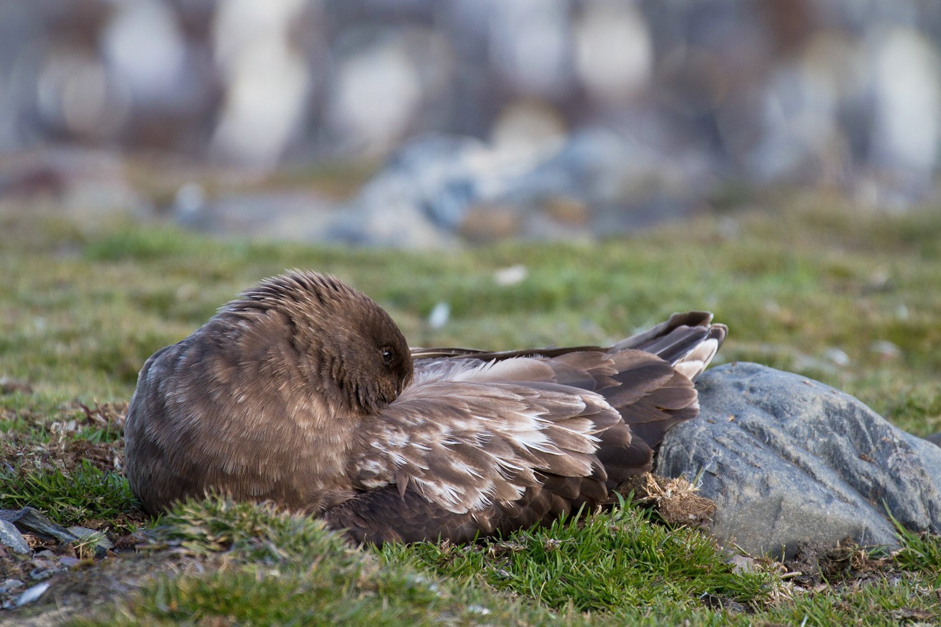 Nesting skua