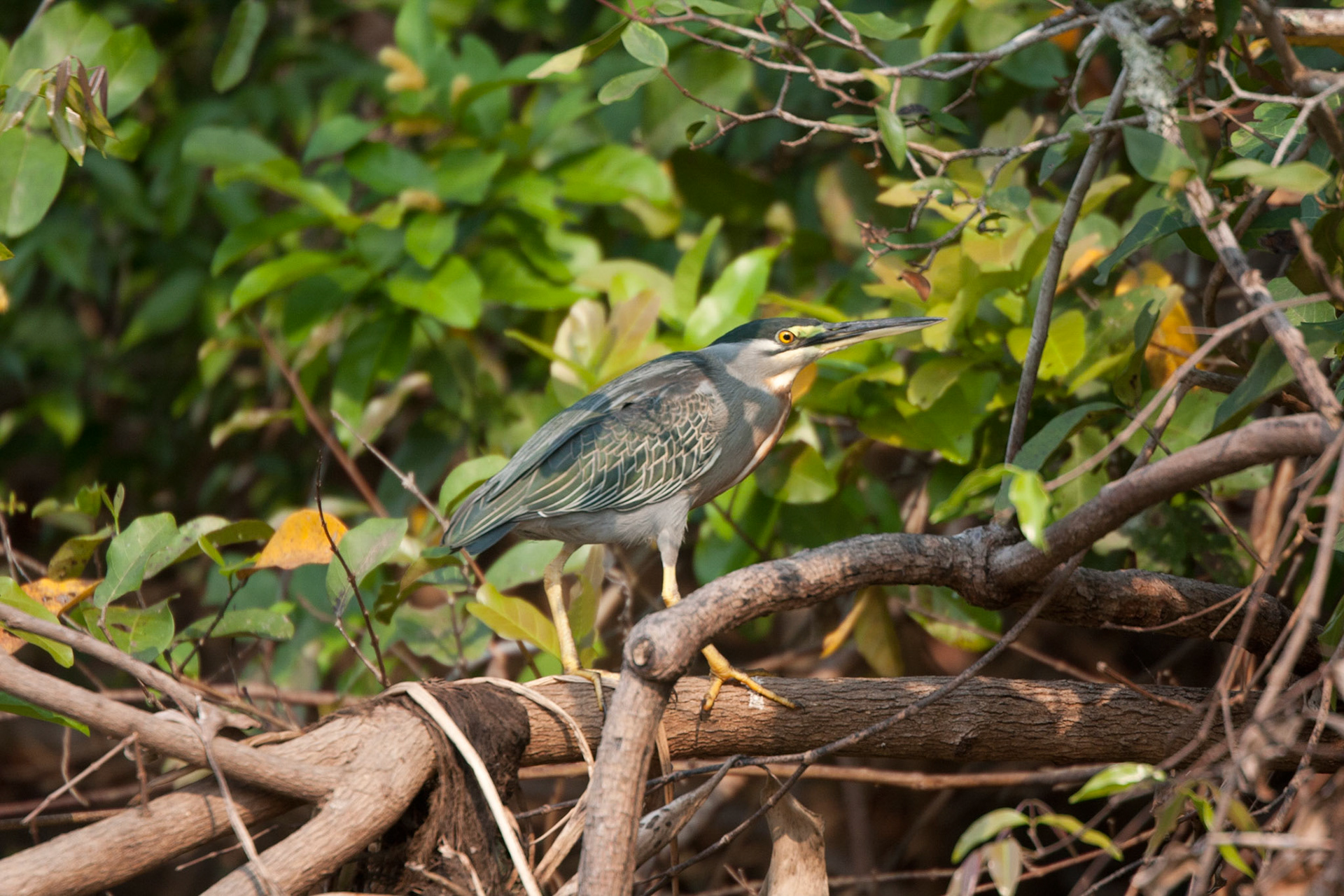 Striated heron