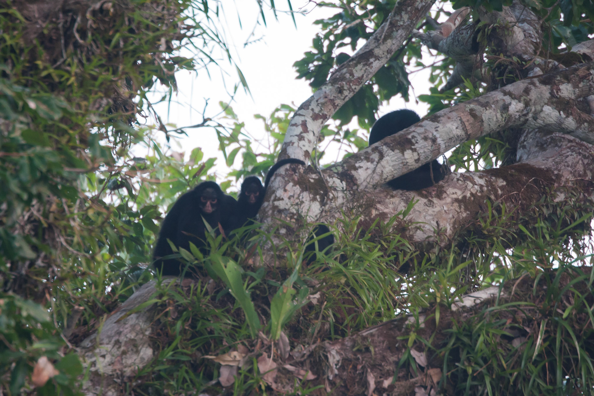 White whiskered spider monkeys
