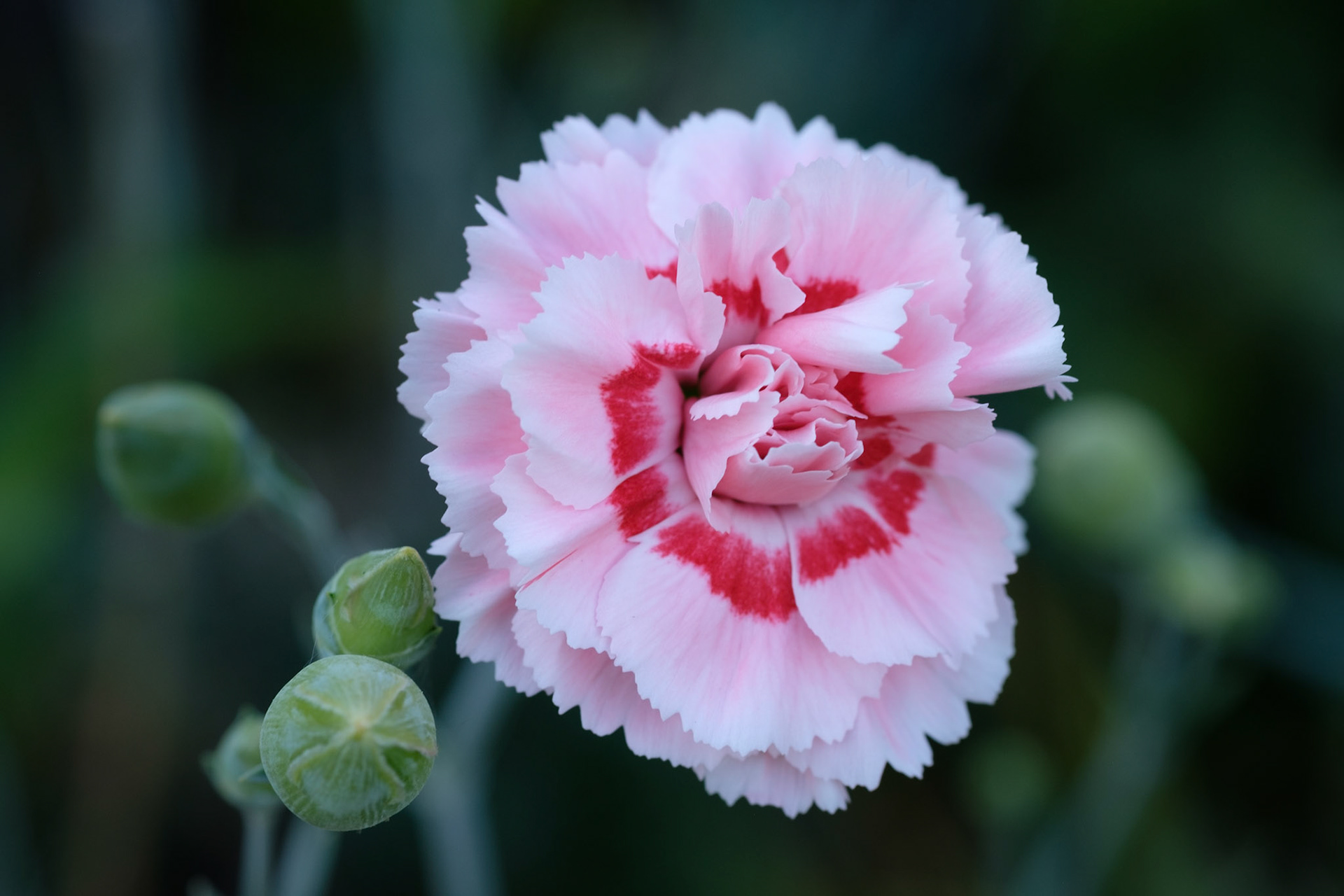 Dianthus