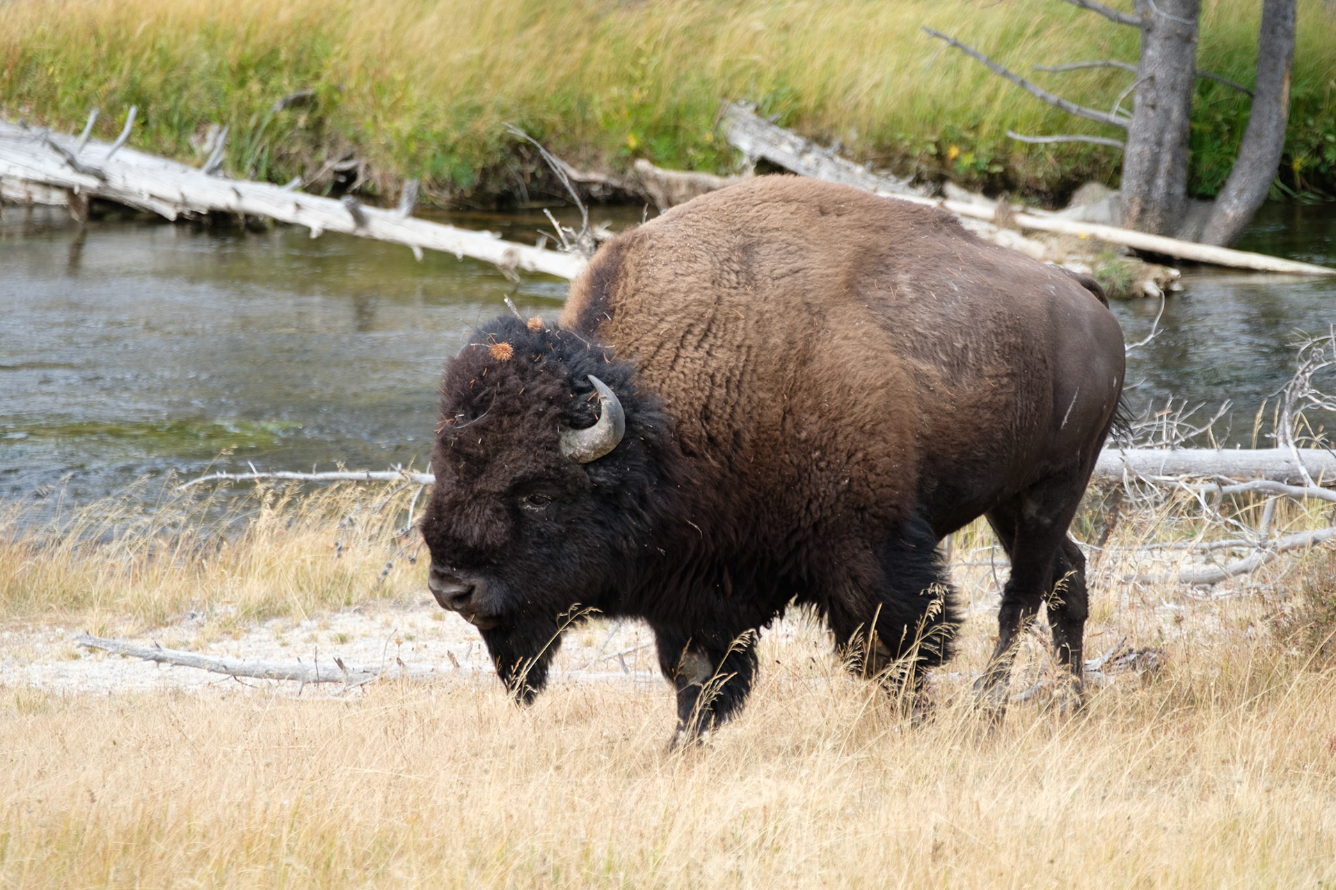 Bison bull