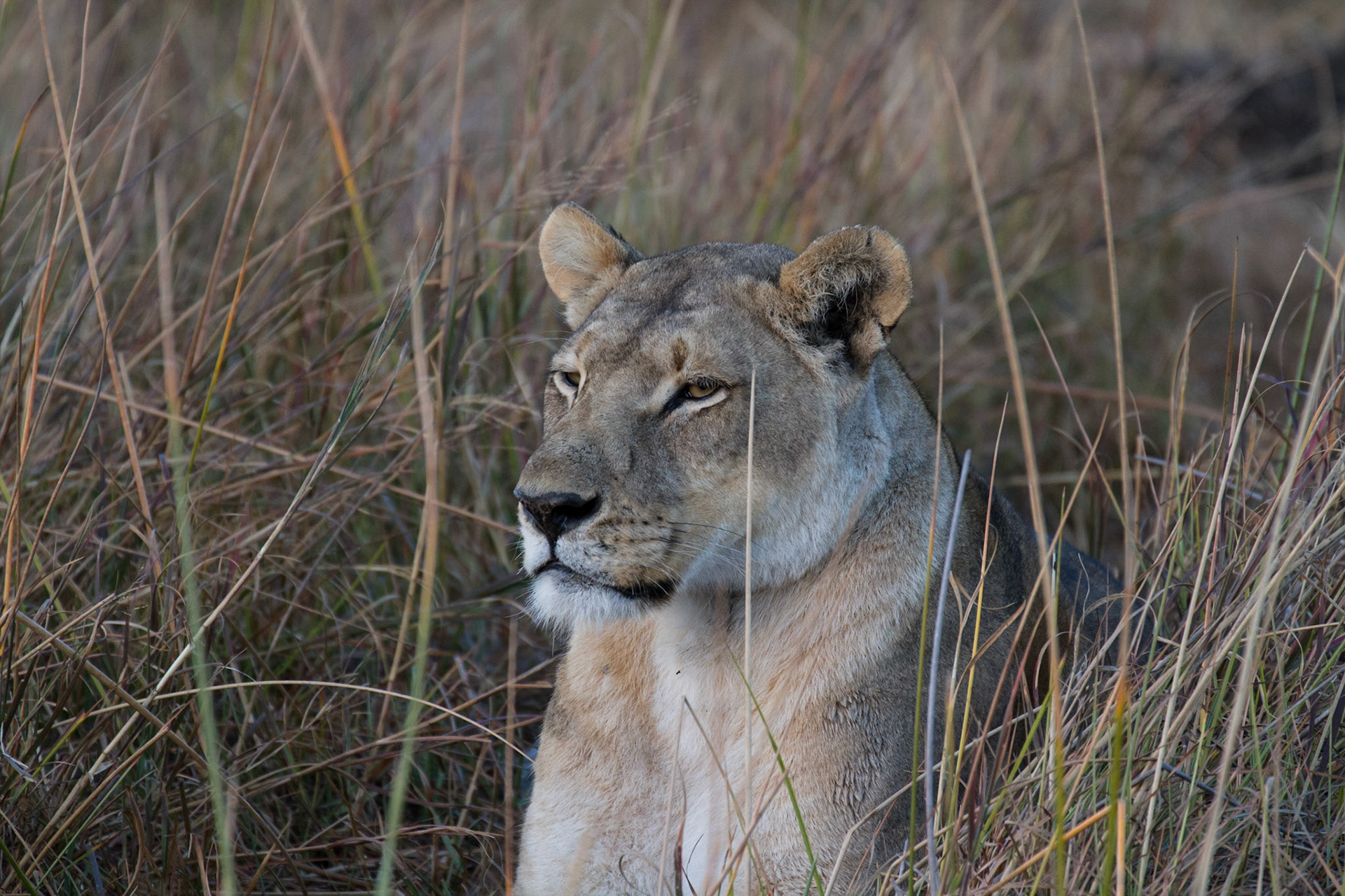 Female lion, Selinda