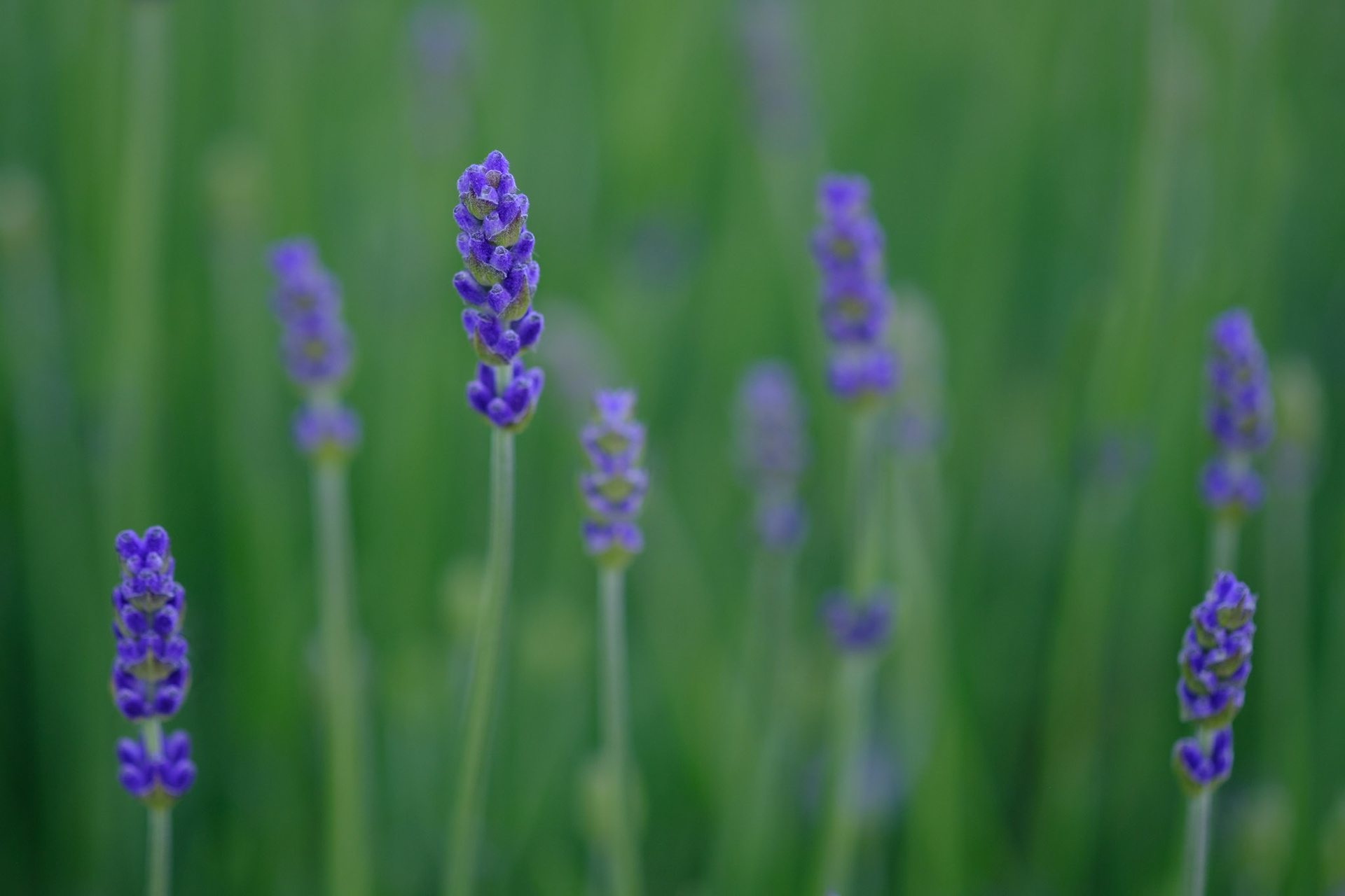Lavender (front door)