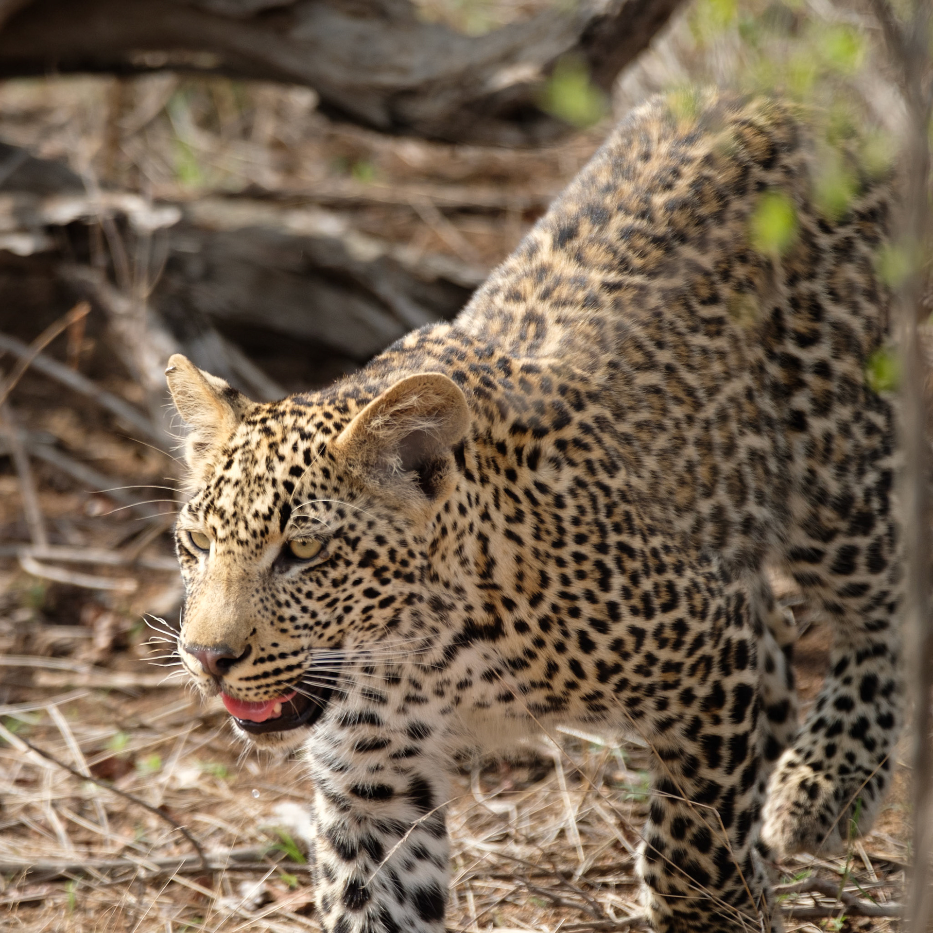 Male leopard cub (1 year old)