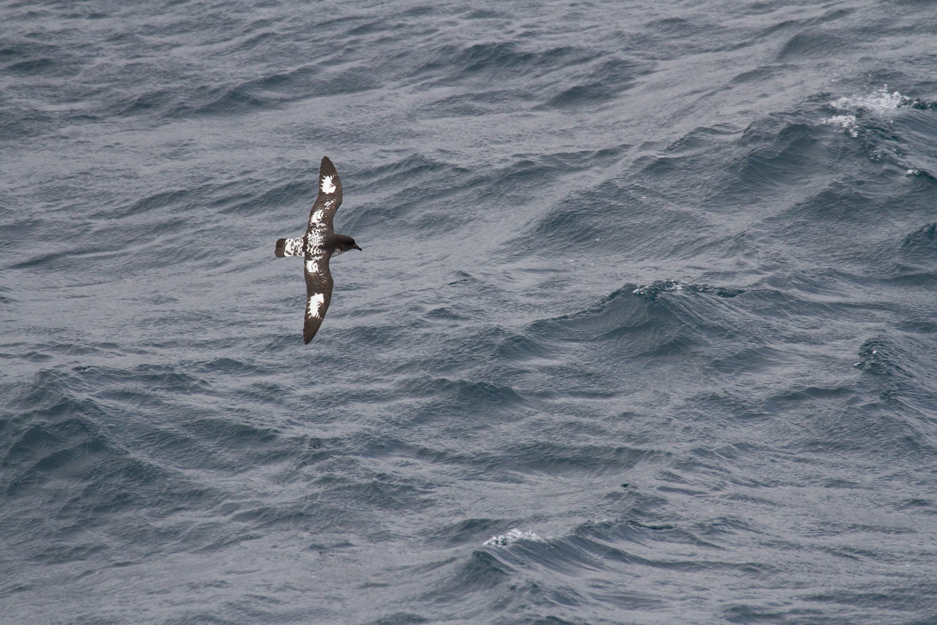 Cape petrel