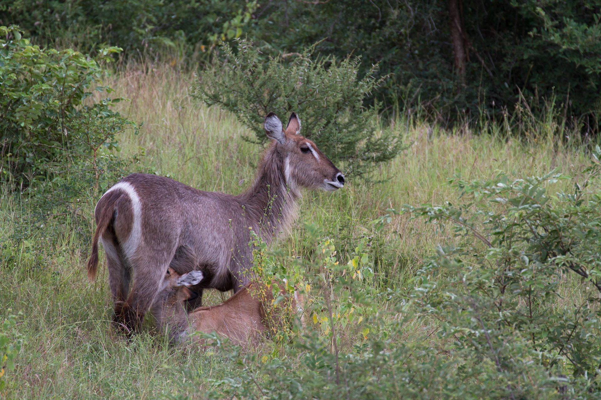 Waterbuck and calf