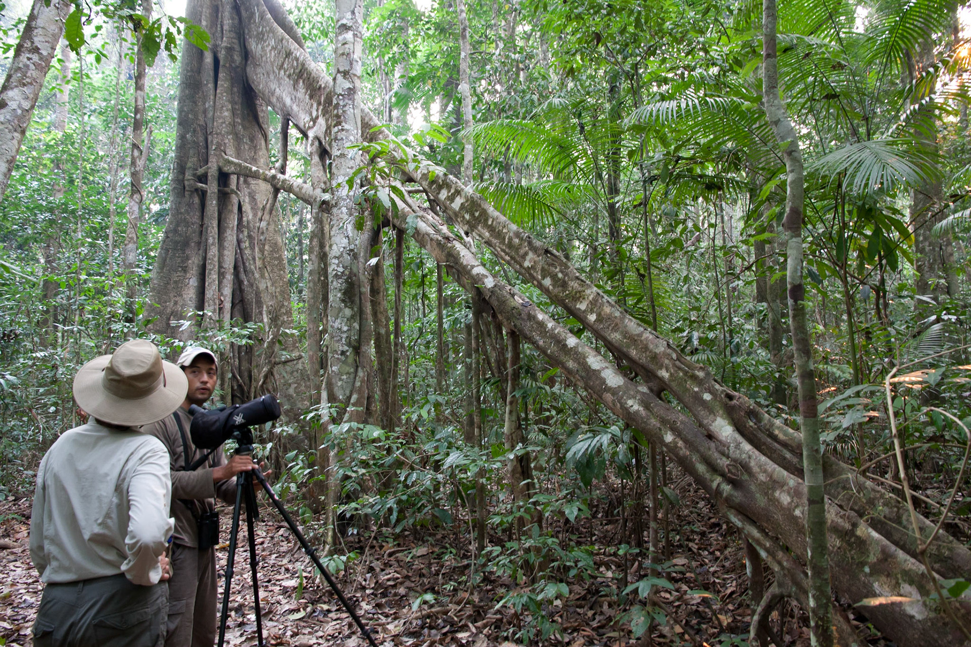 Strangler fig tree