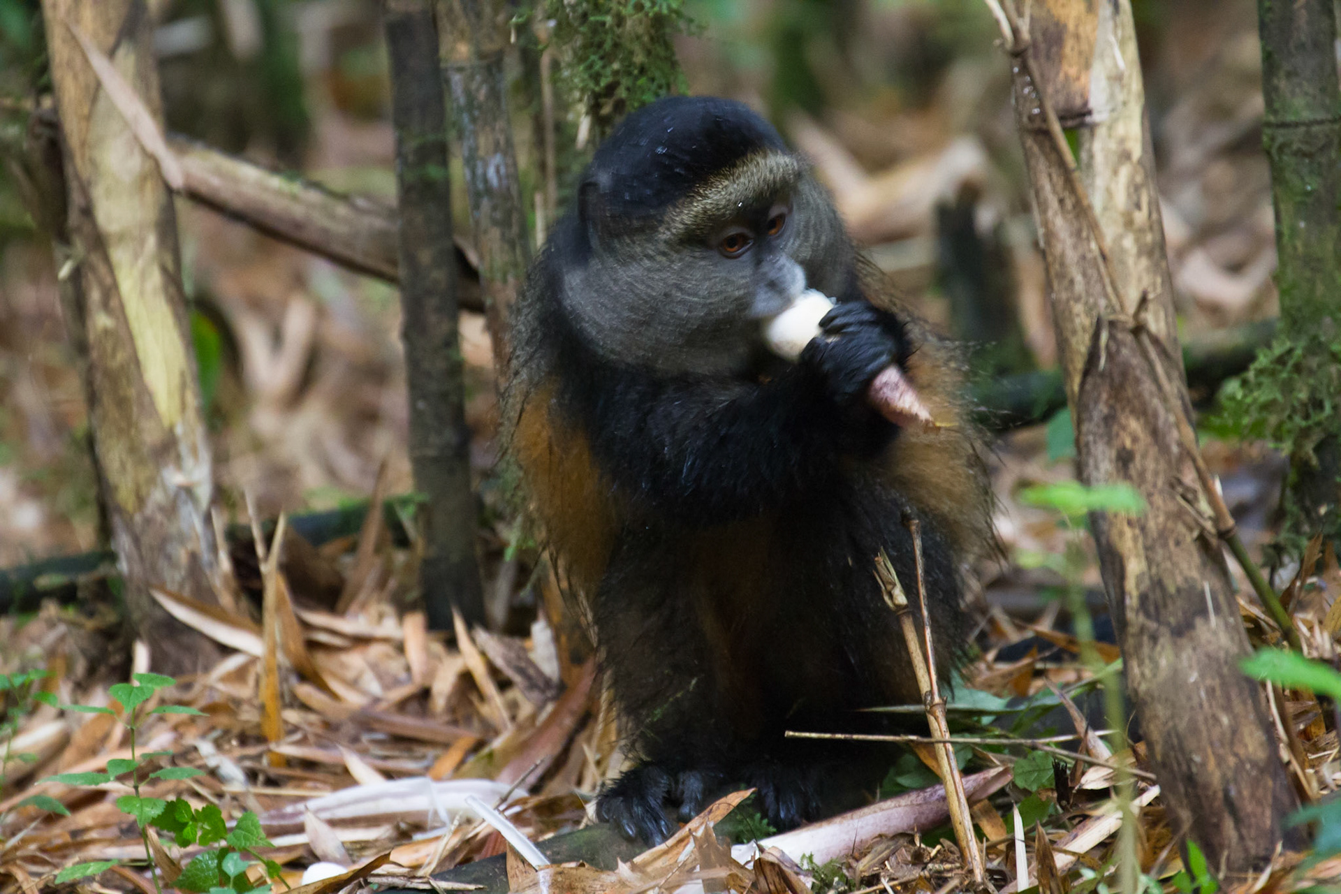 Eating bamboo shoots