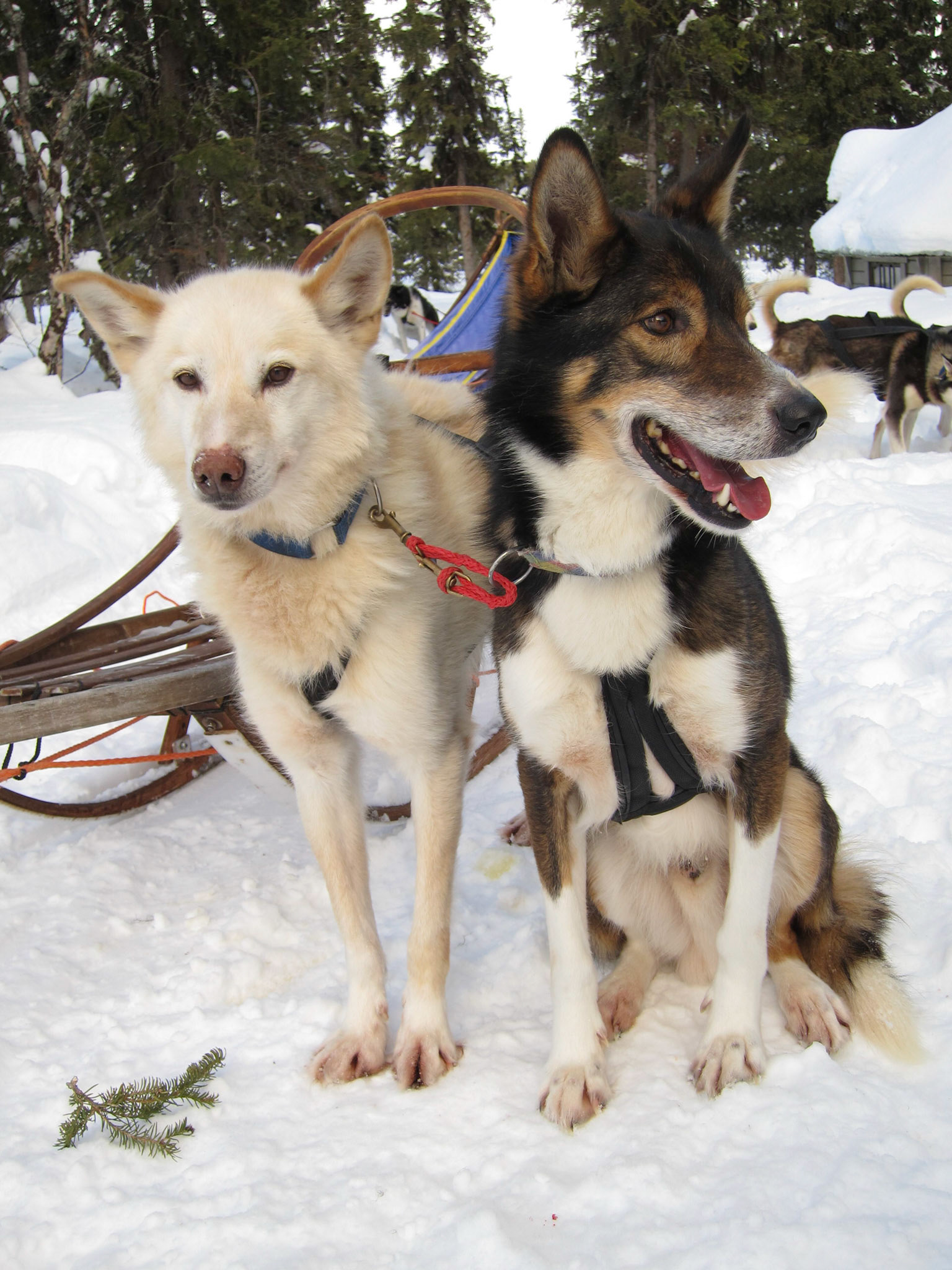 Alex's team: Zimbabwe and Adam