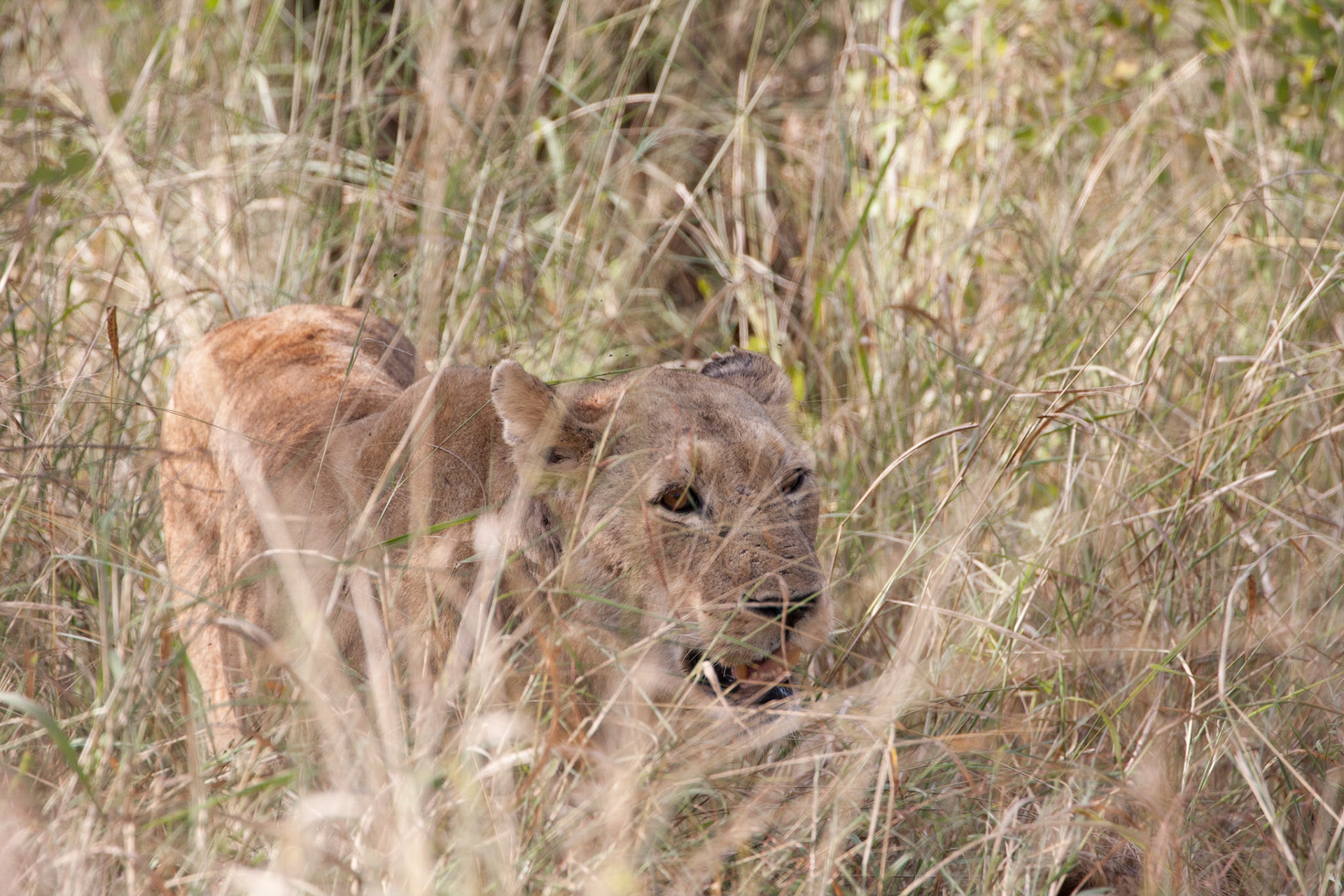 Lioness, mountain pride