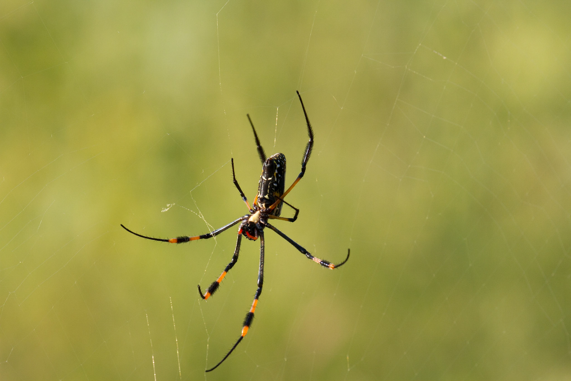 Golden orb spider