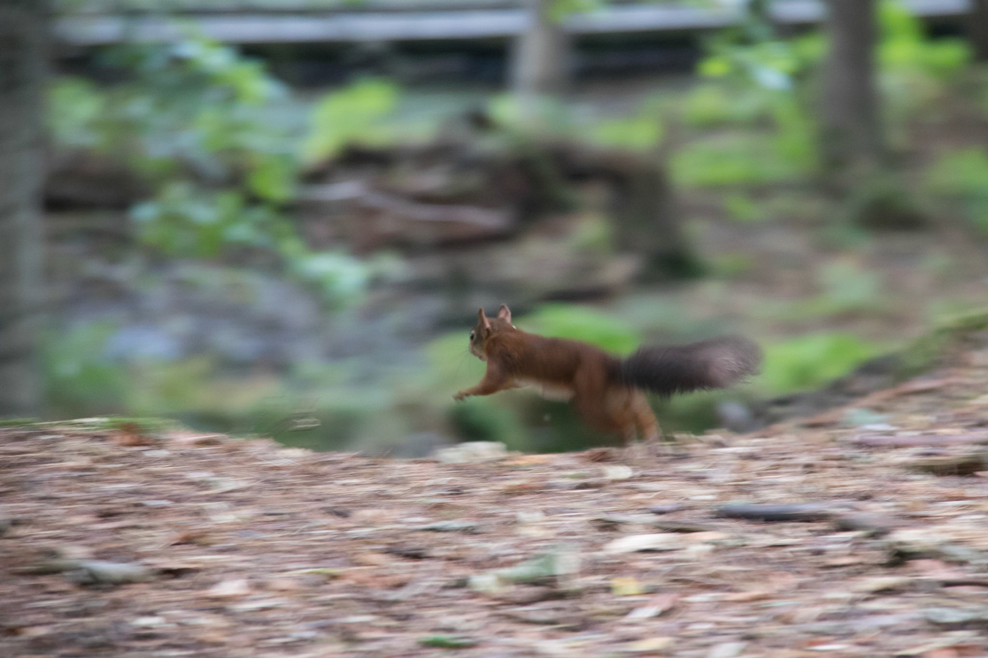 Red squirrel in the woods, Brownsea Island