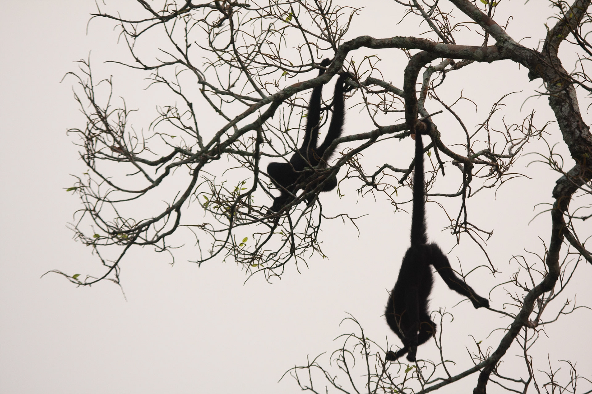 Spider monkeys eating fruit