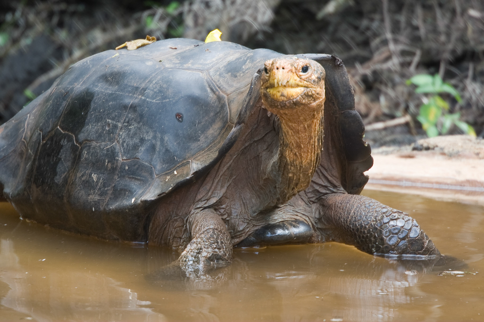 Espanola saddleback giant tortoise