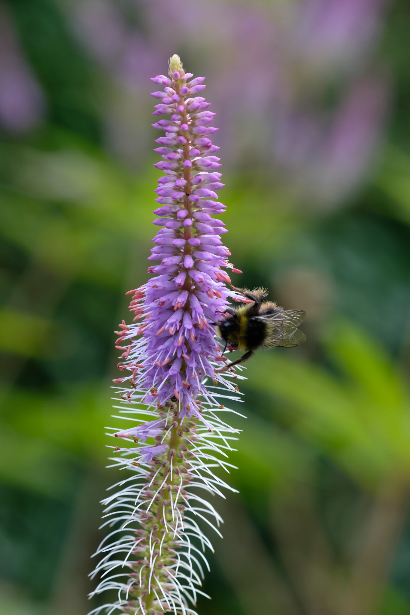 Red tailed bumble bee