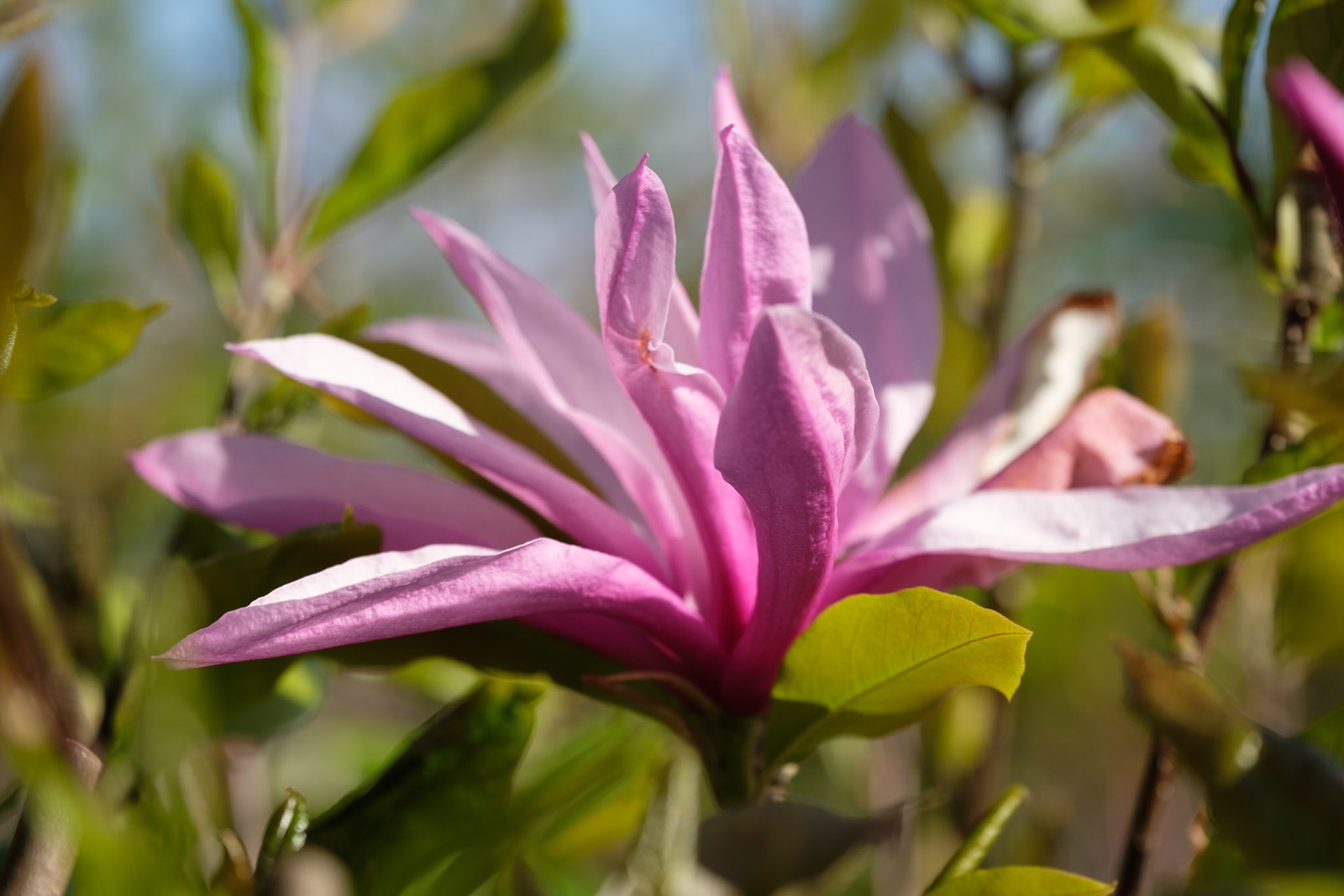 Magnolia Susan