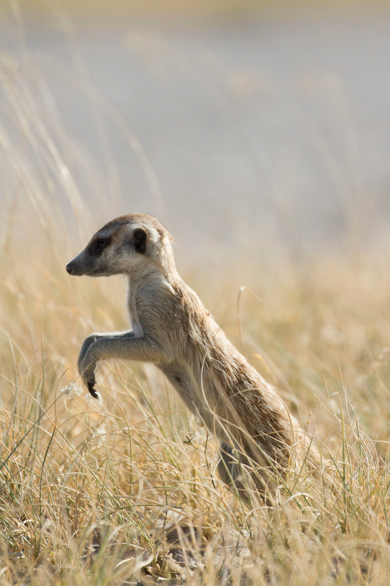 Meerkat