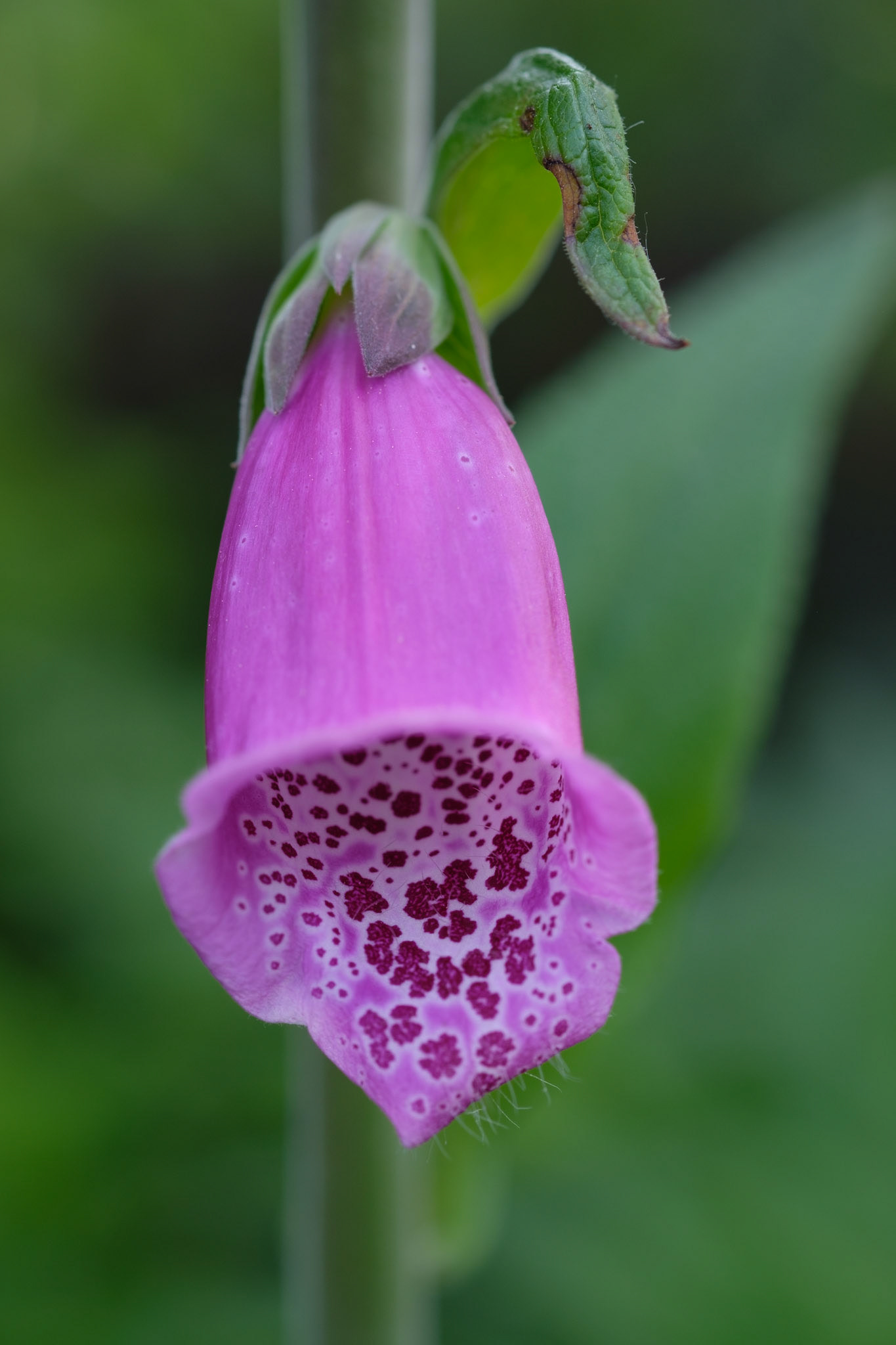 Foxglove