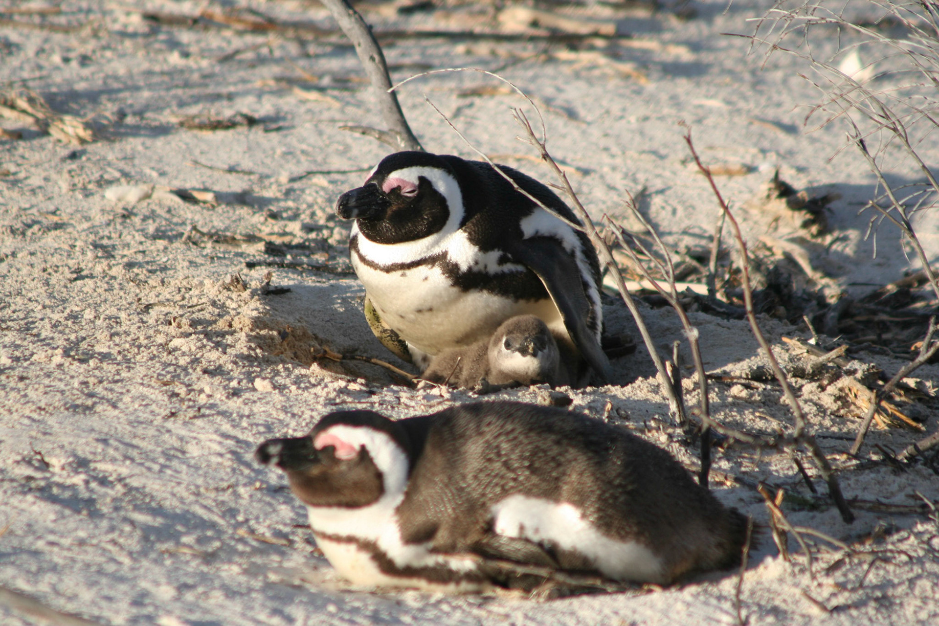 Penguins at Boulders Beach