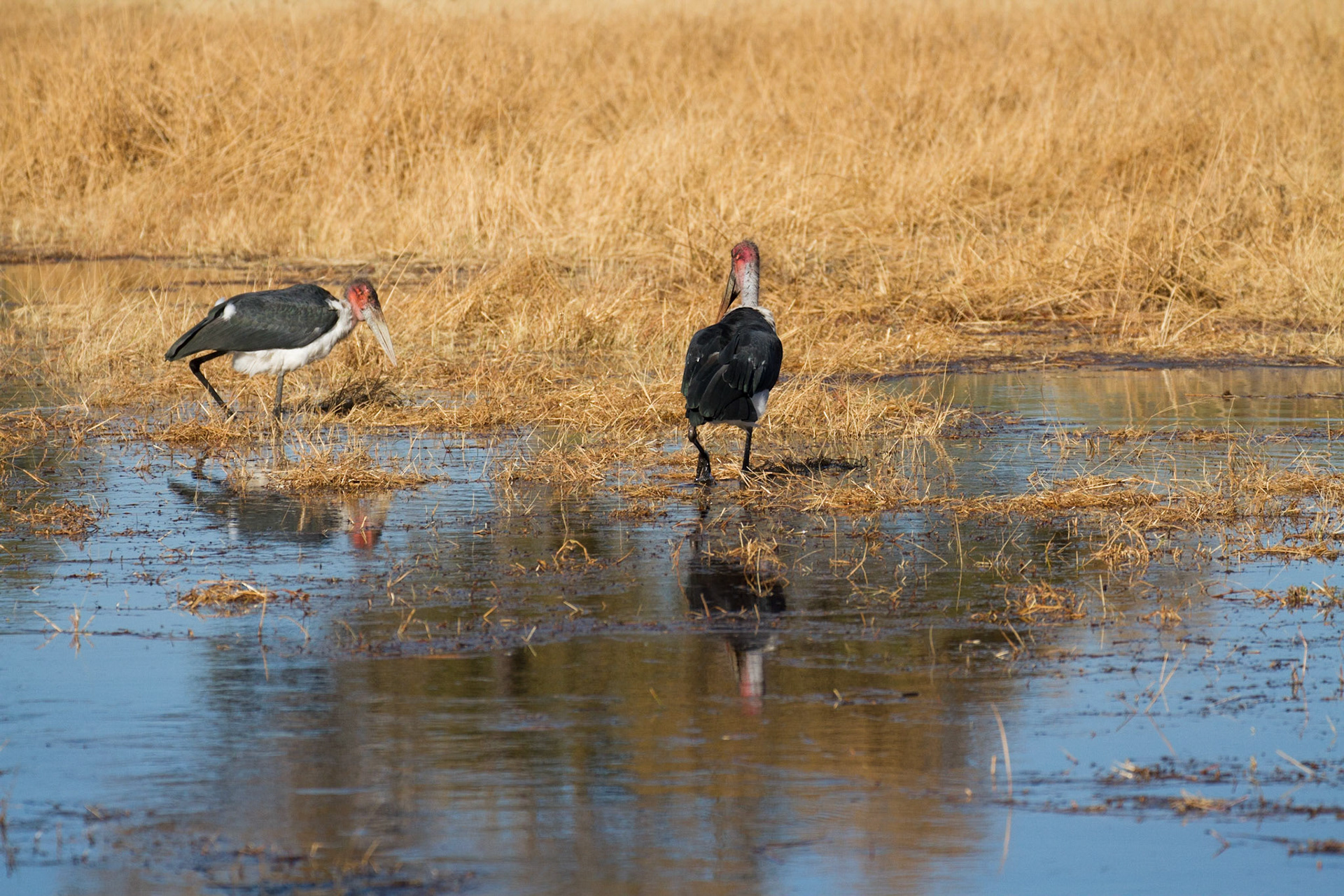 Marabou storks
