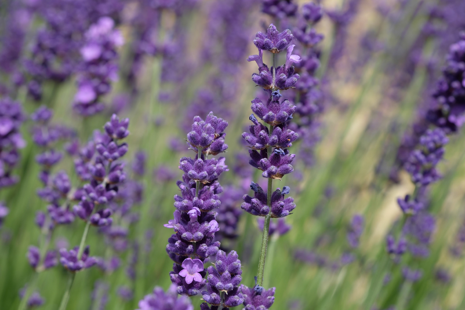 English lavender (front)