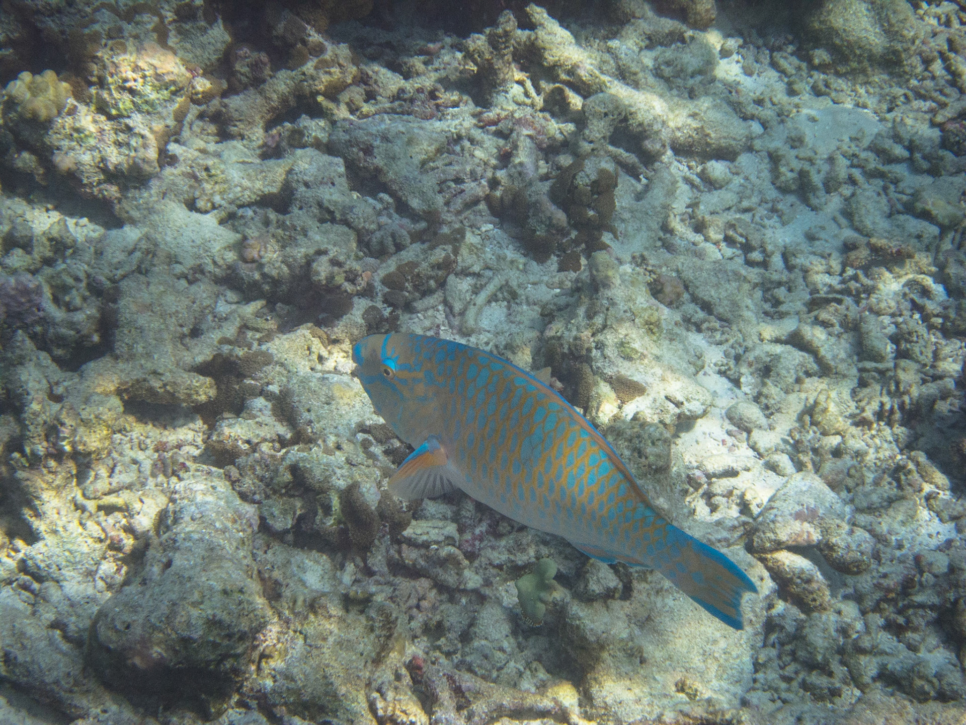 Blue barred parrot fish