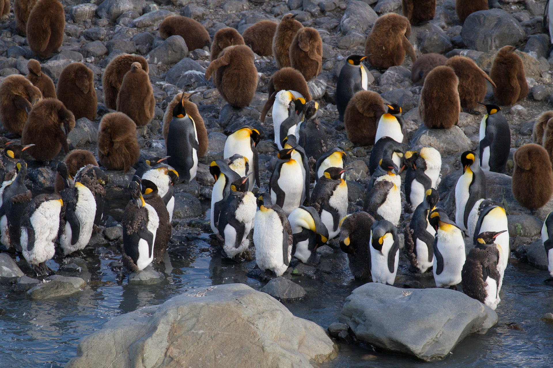 King penguins and chicks