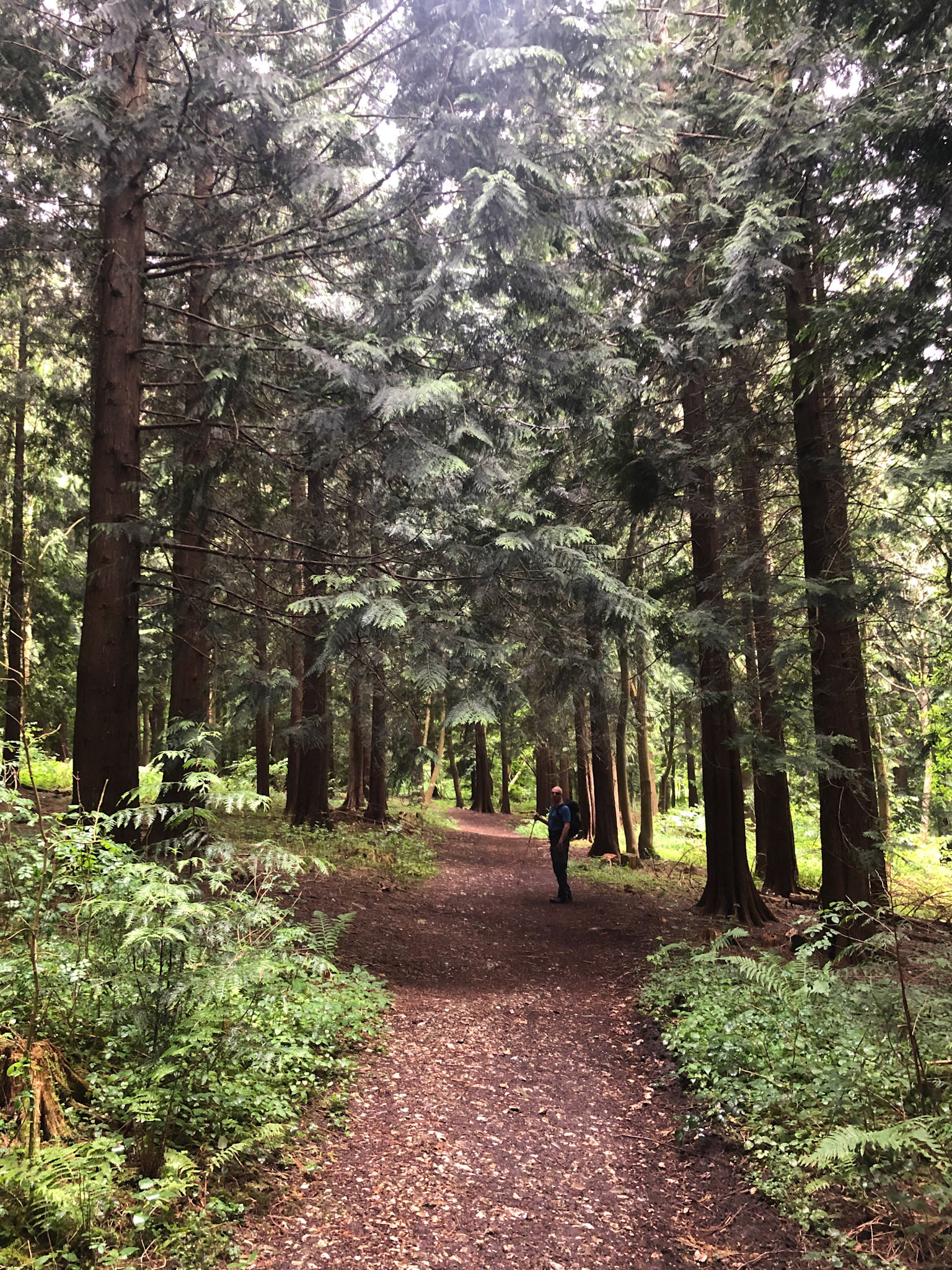 Doles Wood, Wallop Hill Down