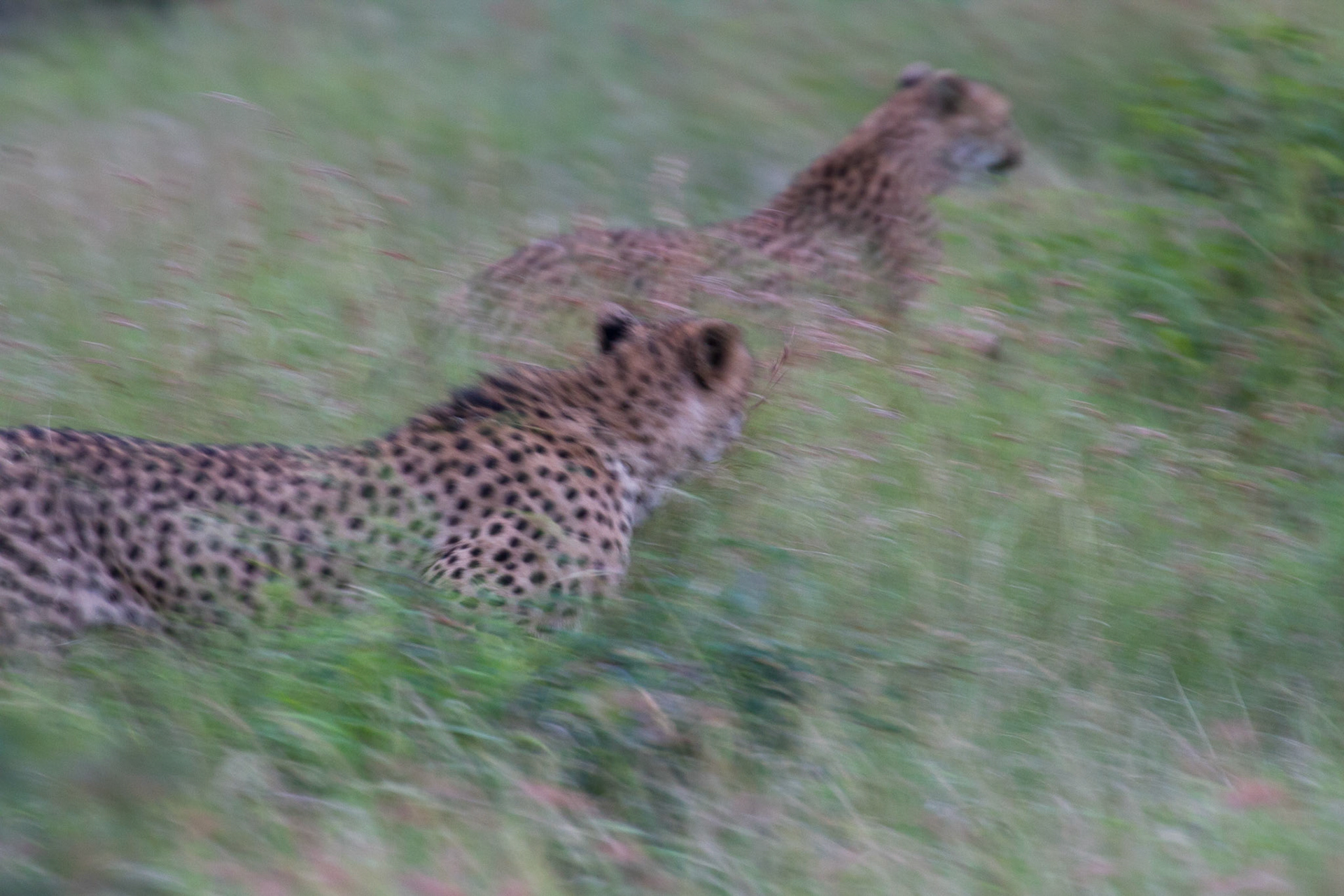 Cheetahs running