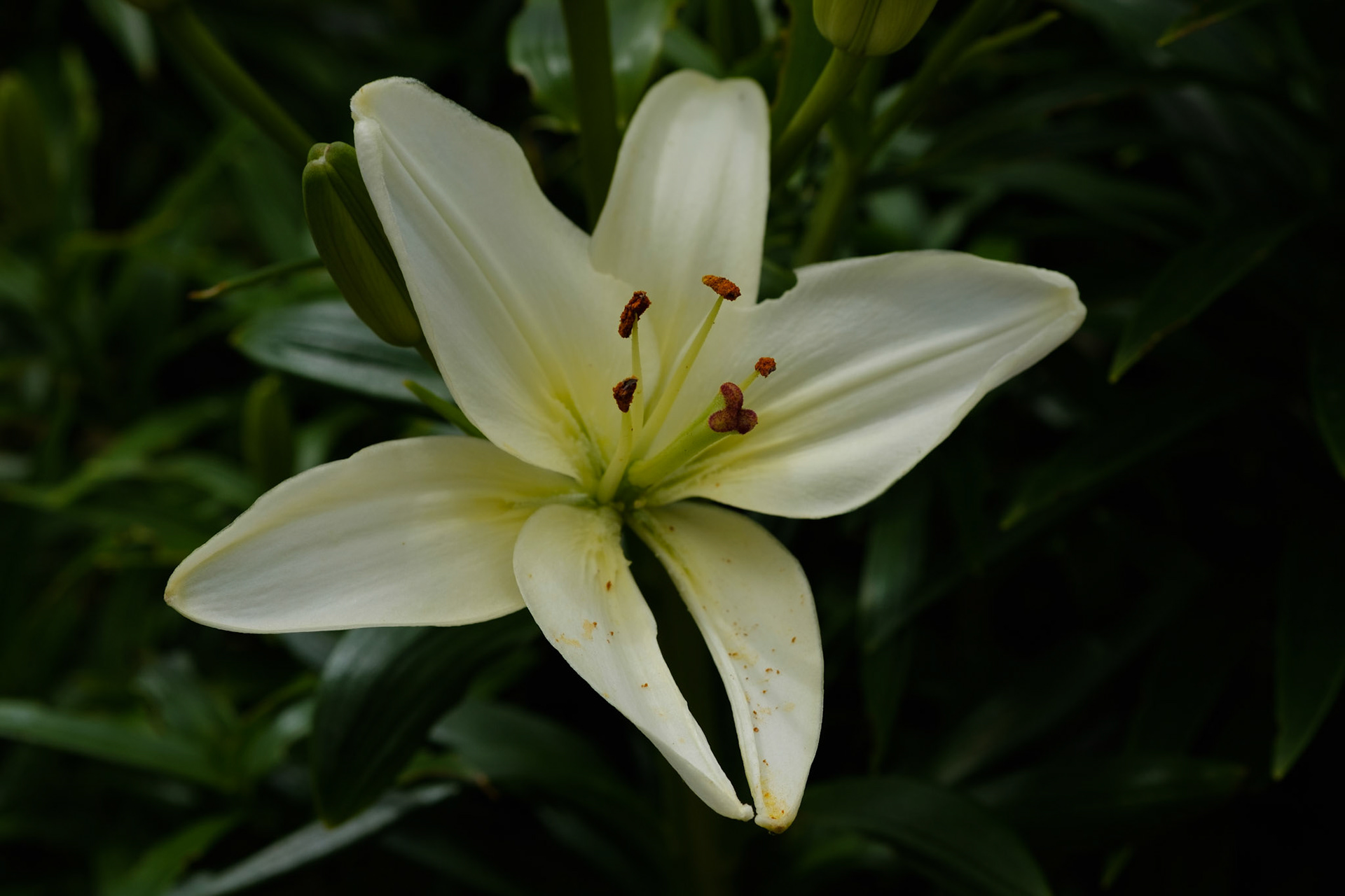 Lily (square pot)