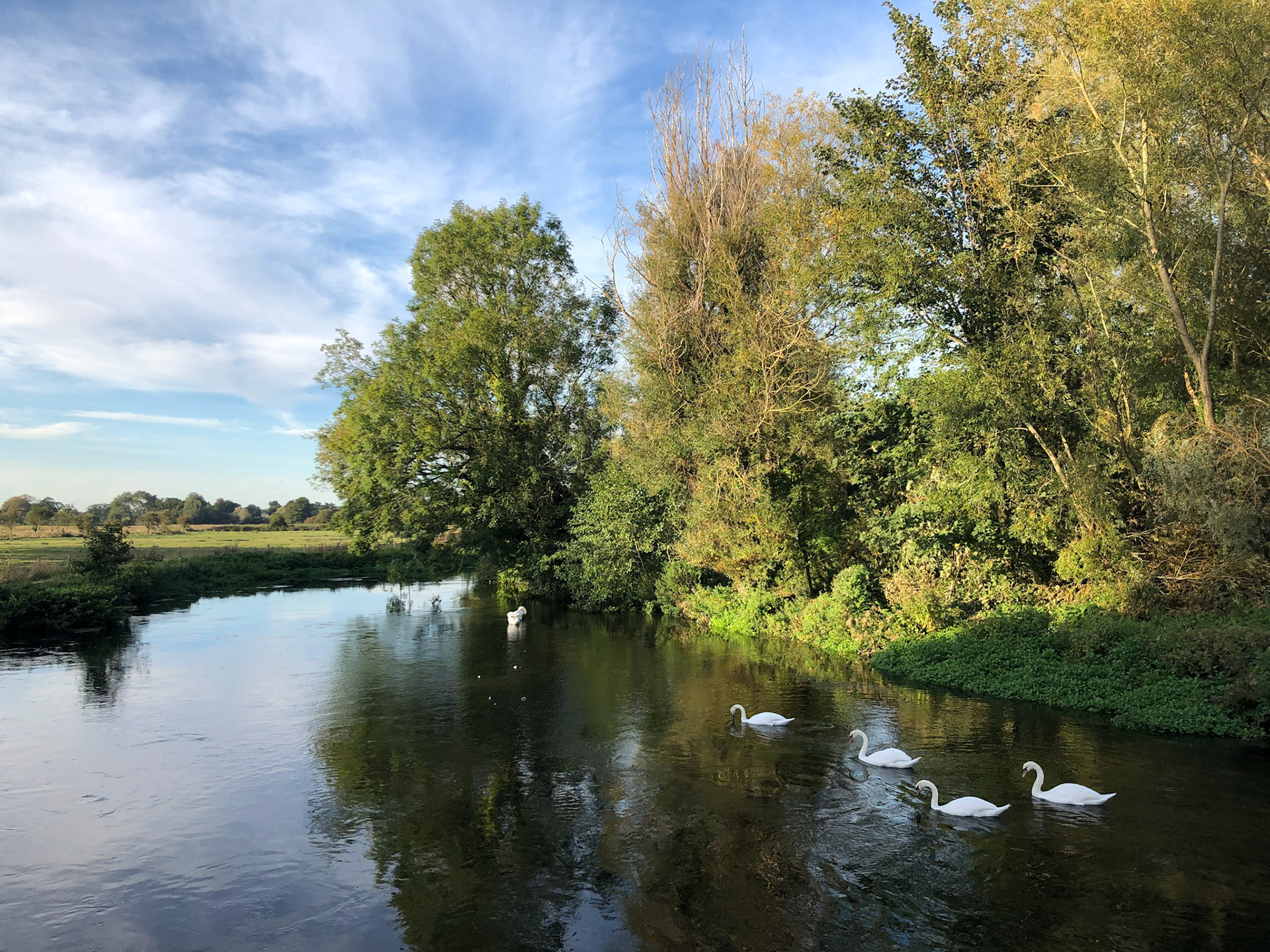 Swans on the River Test at Lee near Romsey