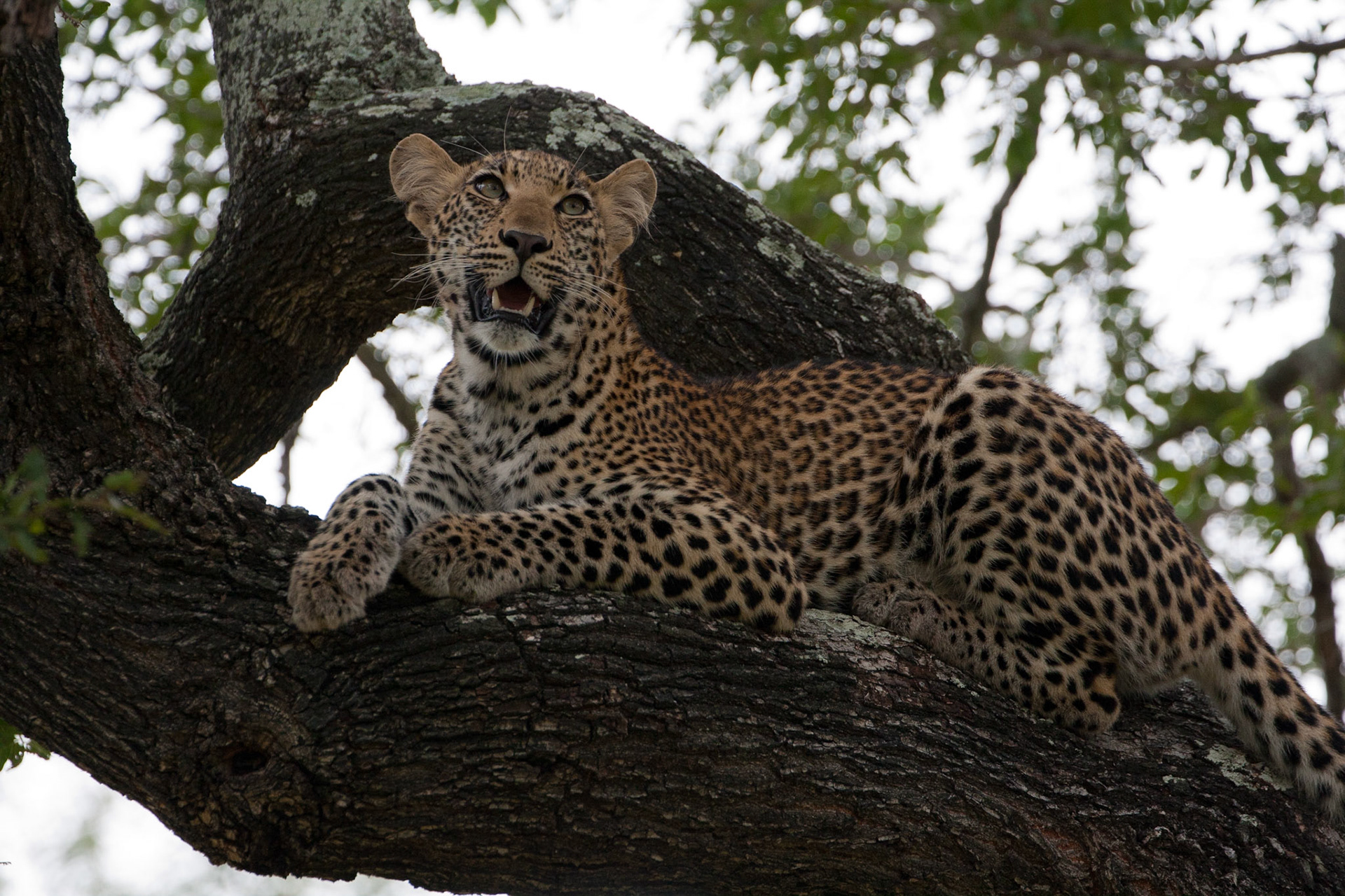 Female leopard cub